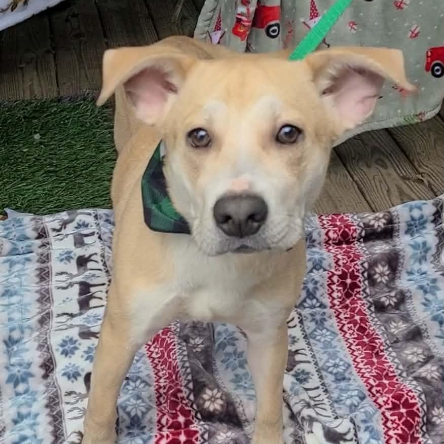 Jingle Bells, ADOPTABLE, Young Male Yellow Labrador Retriever.