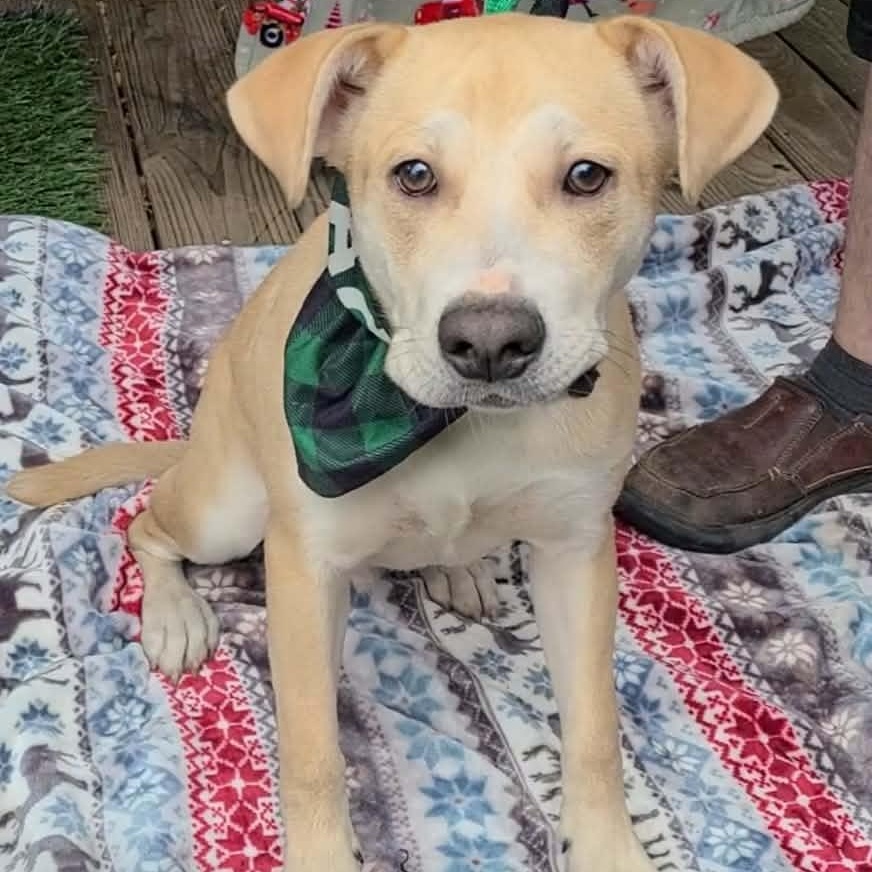 Enlarge Jingle Bells, a ADOPTABLE mixed breed in Woolwich, ME image 2/6