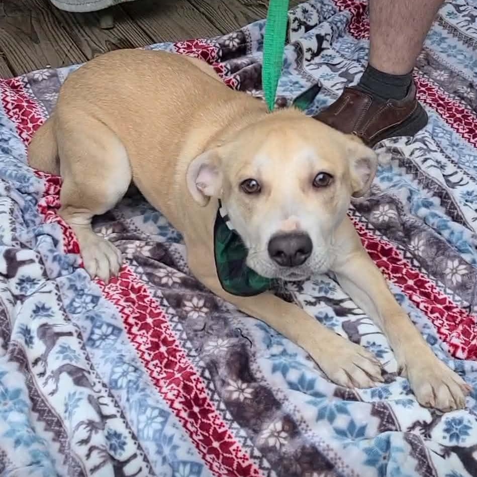 Enlarge Jingle Bells, a ADOPTABLE mixed breed in Woolwich, ME image 3/6