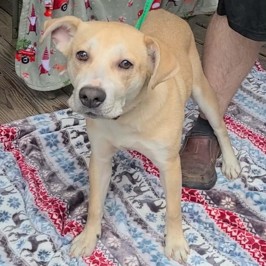 Enlarge Jingle Bells, a ADOPTABLE mixed breed in Woolwich, ME image 5/6