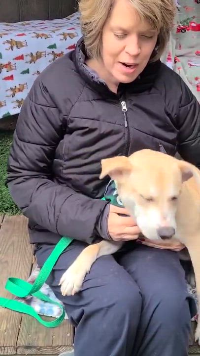 Enlarge Jingle Bells, a ADOPTABLE mixed breed in Woolwich, ME video 6/6