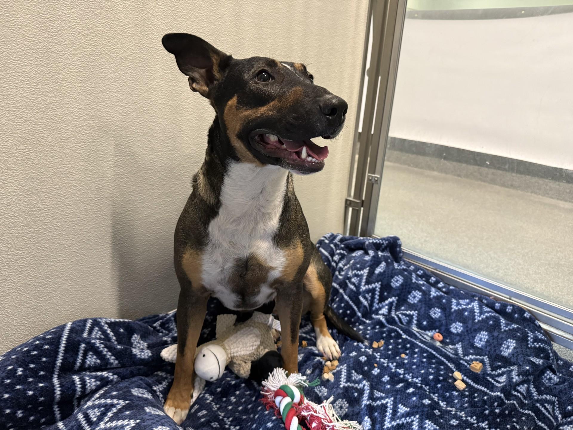 Enlarge Rocky, a ADOPTABLE mixed breed in Hamilton, MT image 2/3