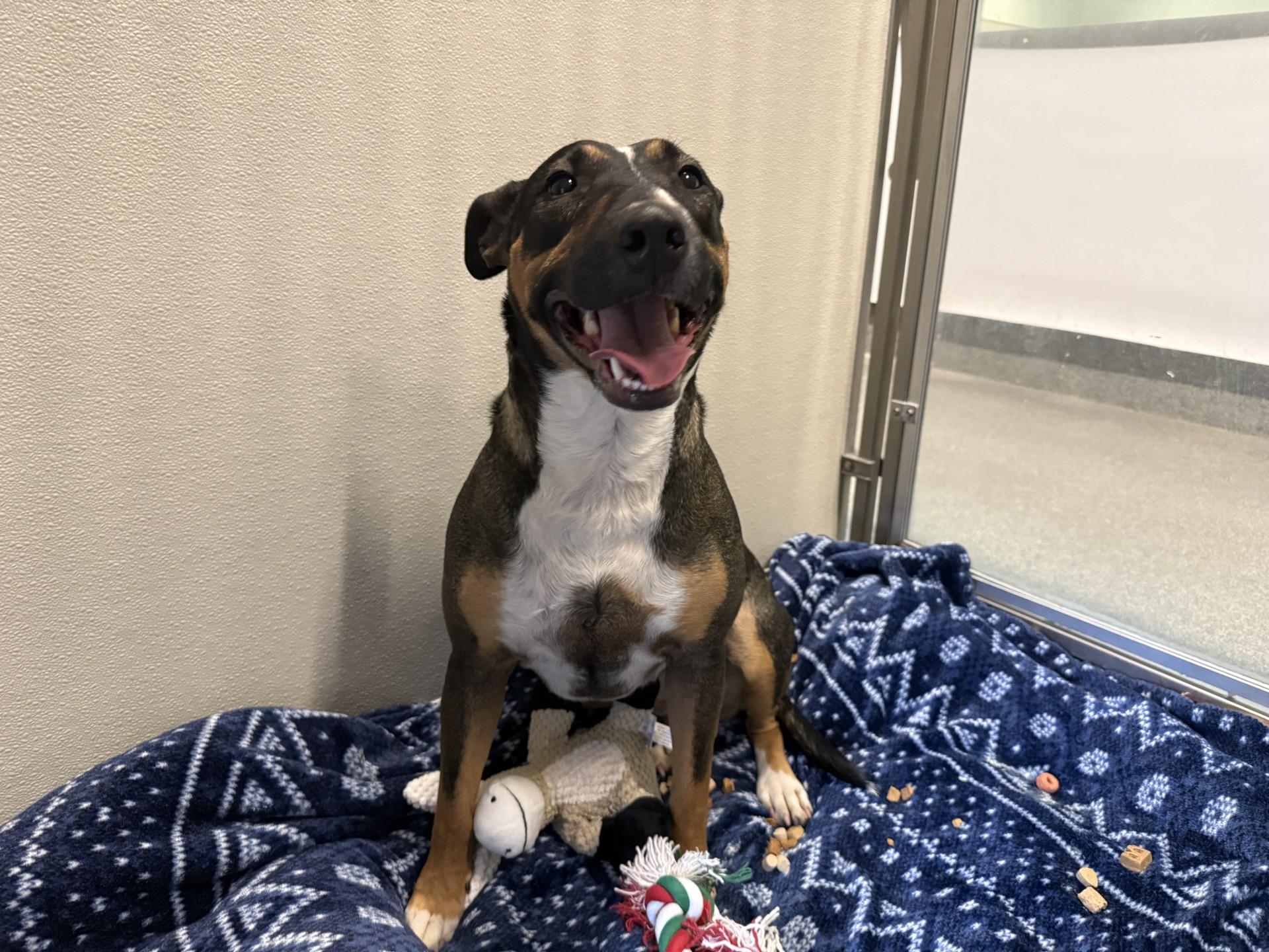 Enlarge Rocky, a ADOPTABLE mixed breed in Hamilton, MT image 3/3