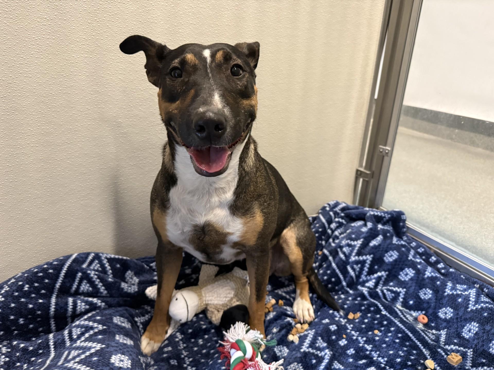 Rocky, ADOPTABLE, Adult Female Bull Terrier.