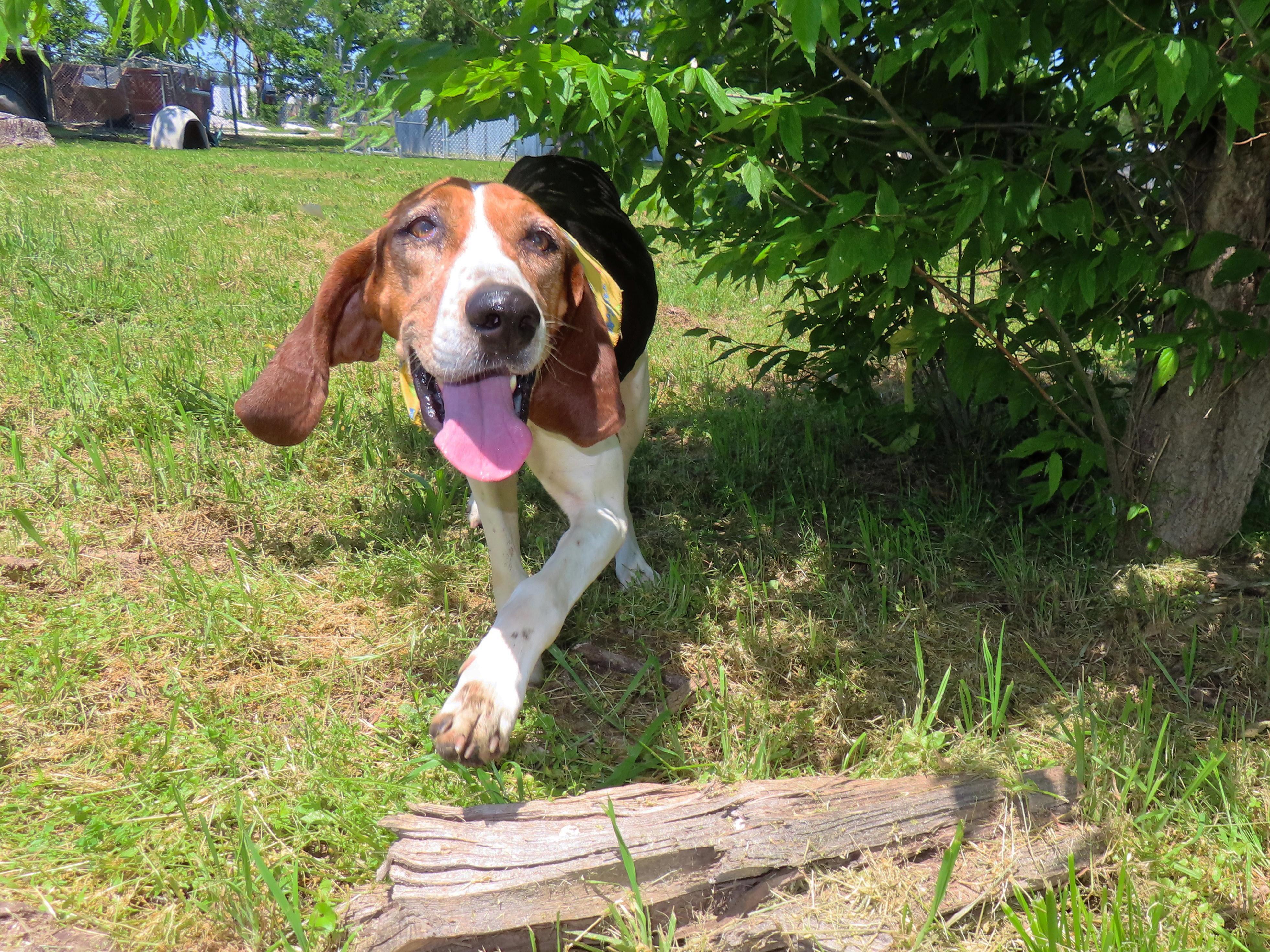 Maggie, an adoptable Treeing Walker Coonhound in St. Cloud, MN, 56301 | Photo Image 1