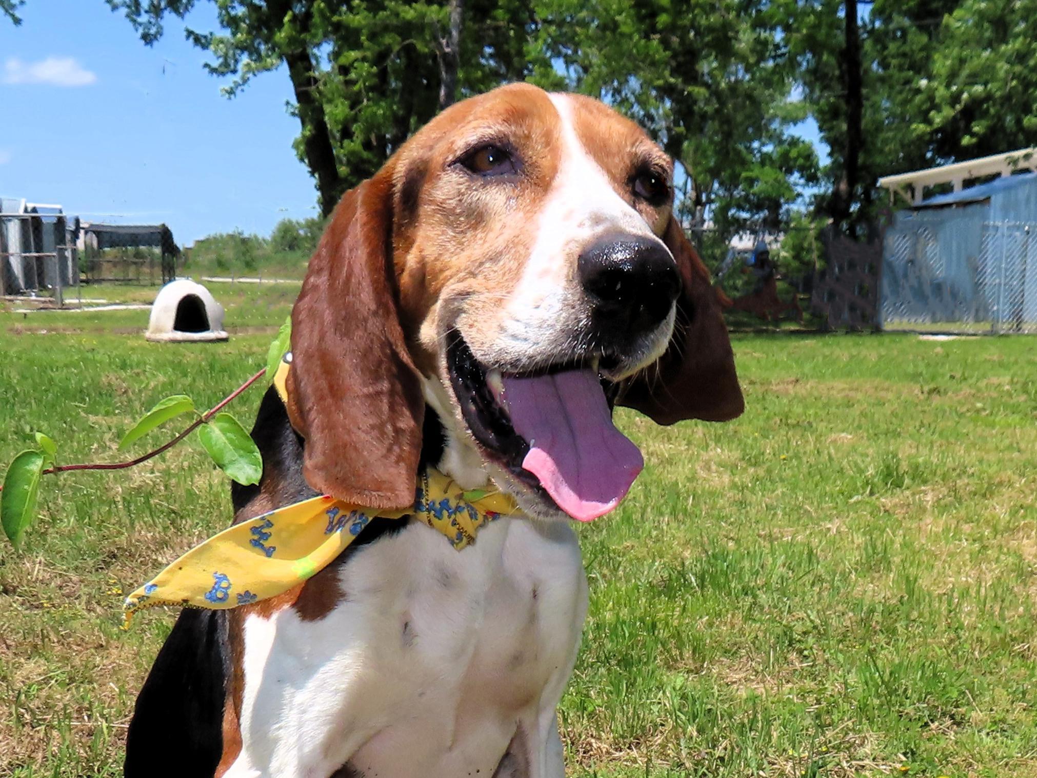 Maggie, an adoptable Treeing Walker Coonhound in St. Cloud, MN, 56301 | Photo Image 2