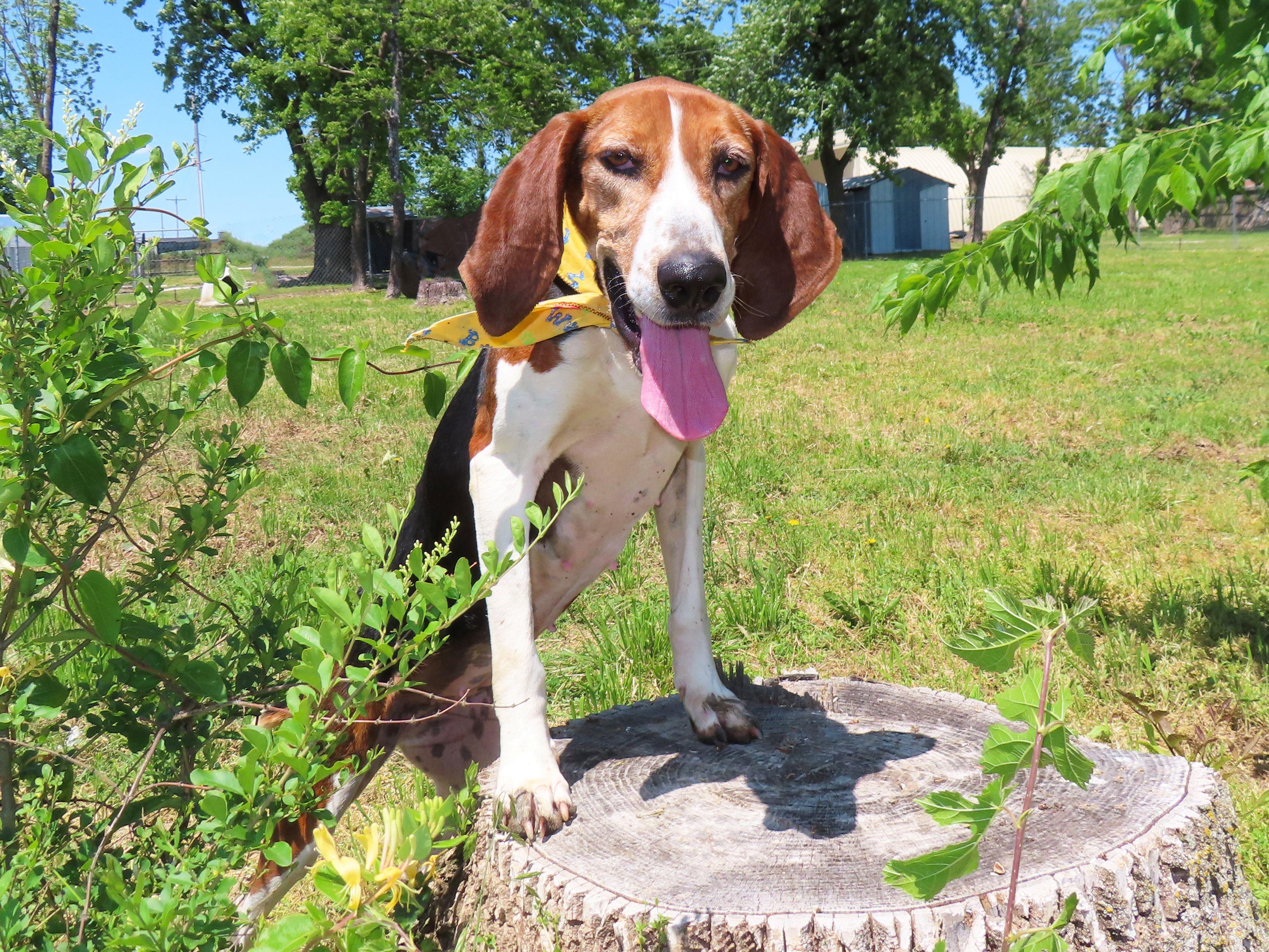 Maggie, an adoptable Treeing Walker Coonhound in St. Cloud, MN, 56301 | Photo Image 3