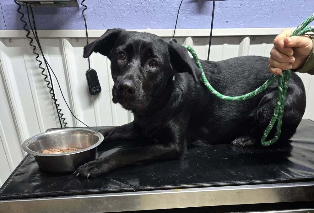 Enlarge Mary Beth, a Adoptable mixed breed in Waverly, OH image 1/1