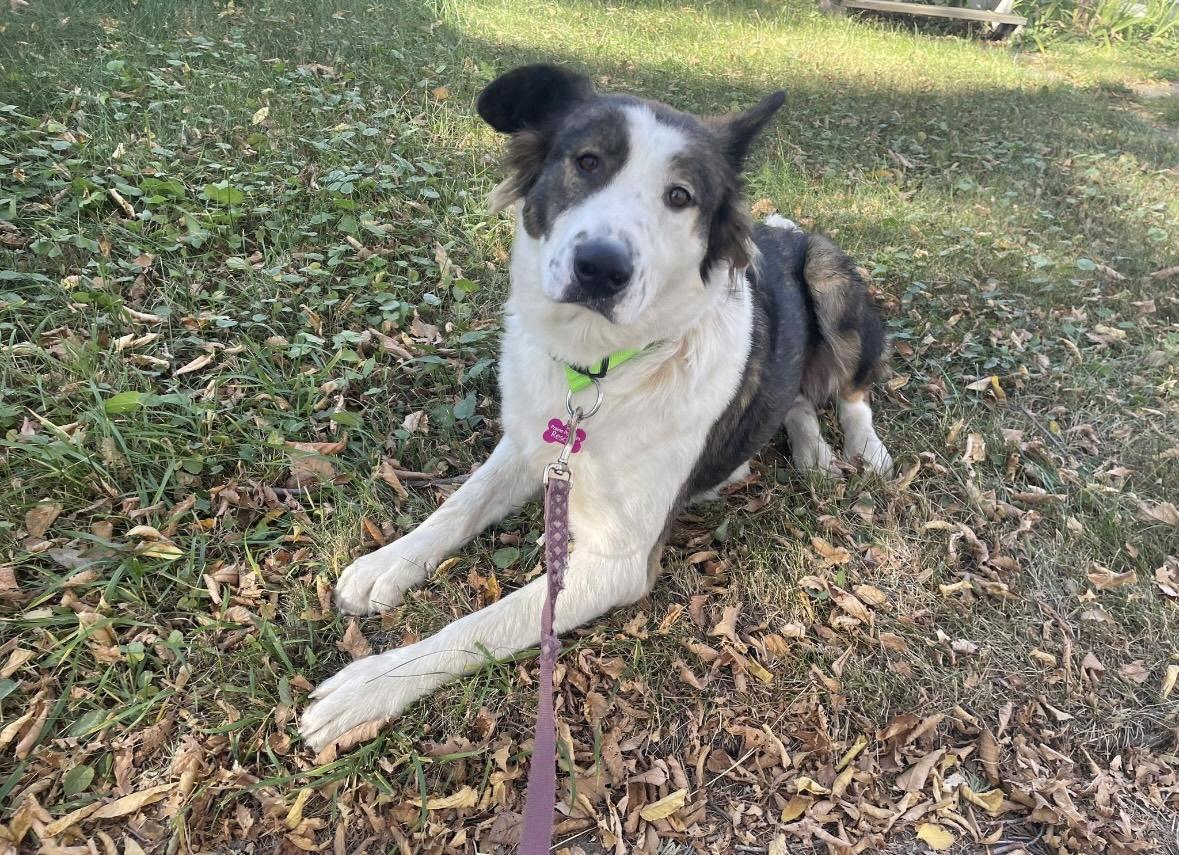 Patches, a Adoptable mixed breed in Saskatoon, SK image 4/6