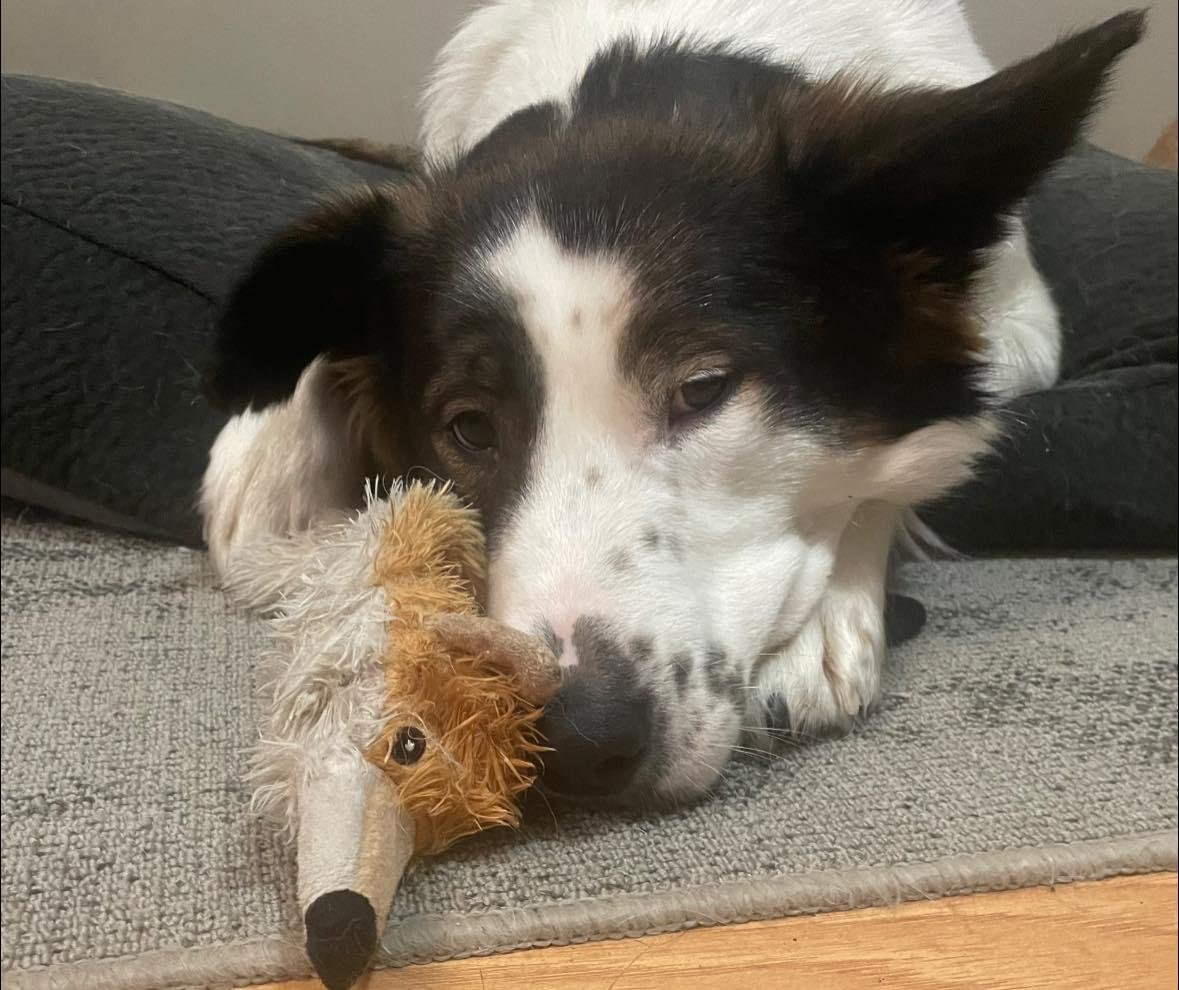 Enlarge Patches, a Adoptable mixed breed in Saskatoon, SK image 6/6