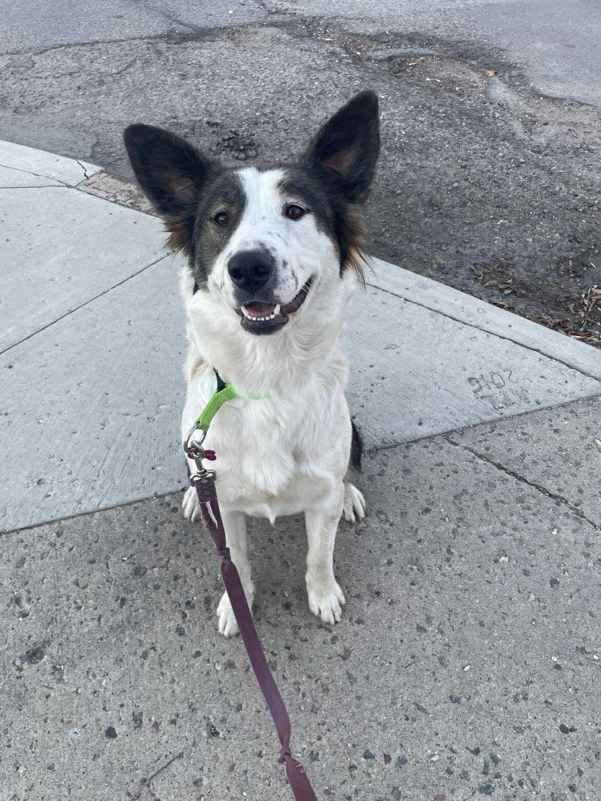 Patches, a Adoptable mixed breed in Saskatoon, SK image 3/6