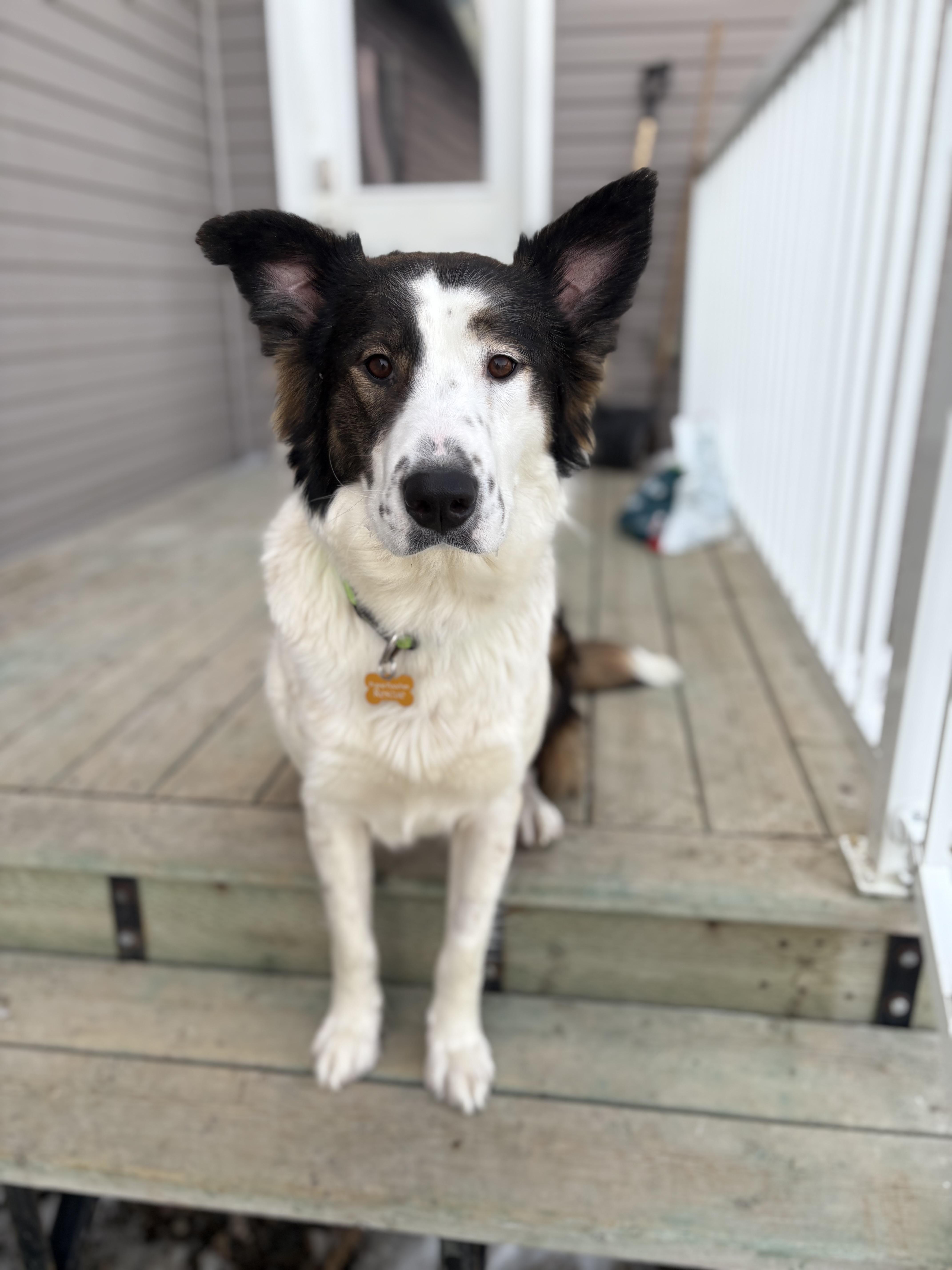 Patches, Adoptable, Adult Female Mixed Breed.