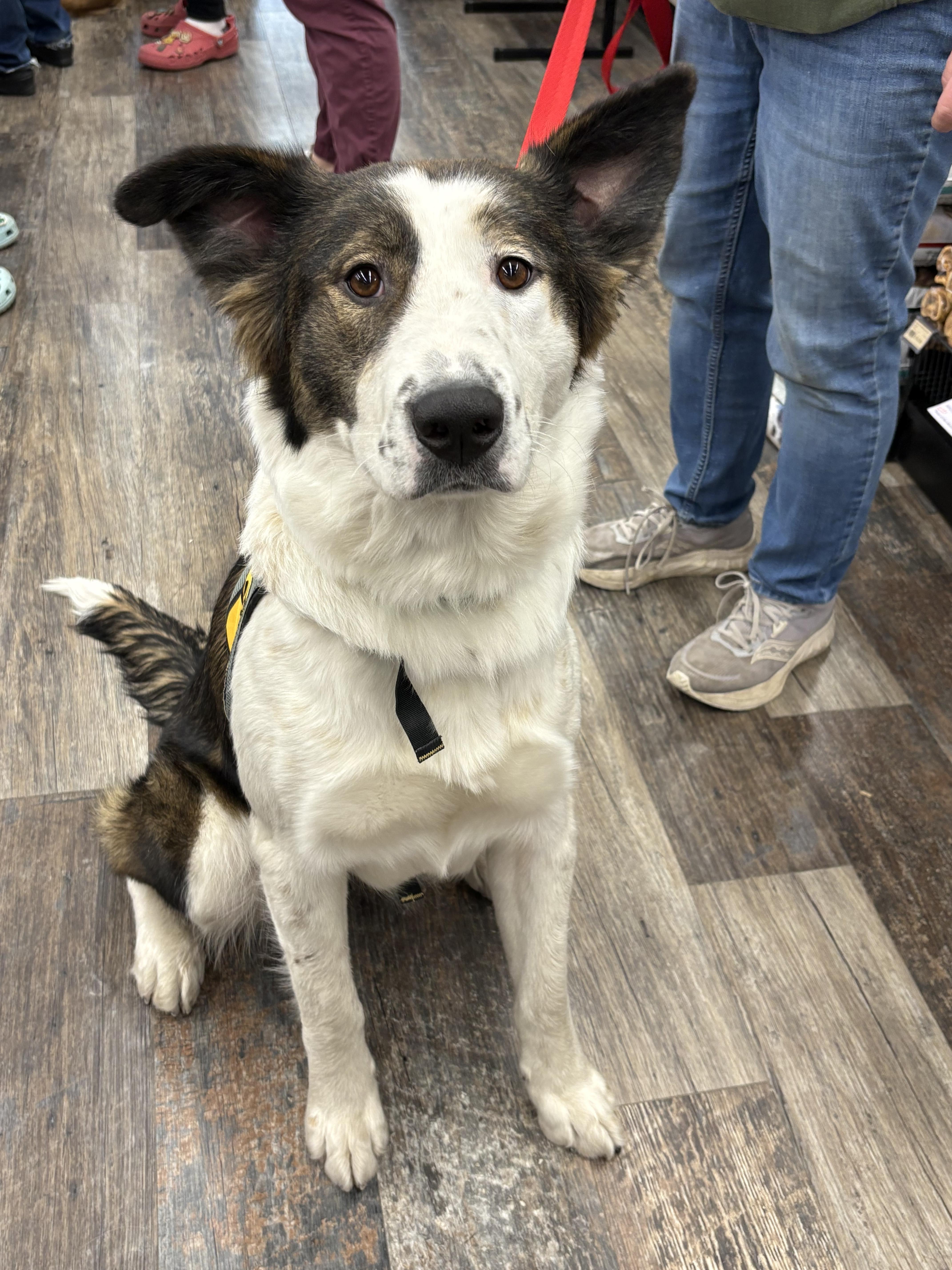 Patches, a Adoptable mixed breed in Saskatoon, SK image 6/6