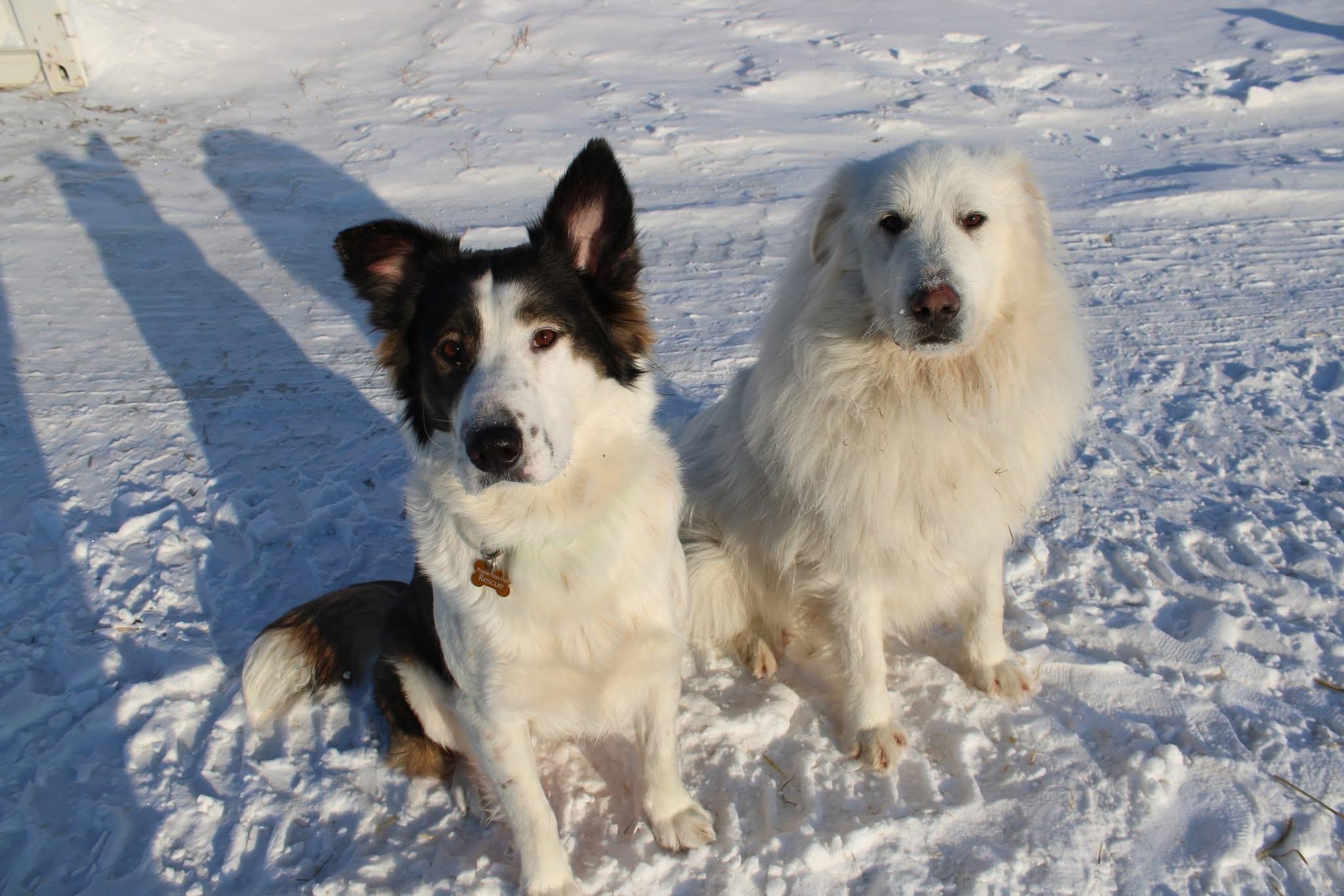 Enlarge Patches, a Adoptable mixed breed in Saskatoon, SK image 2/6