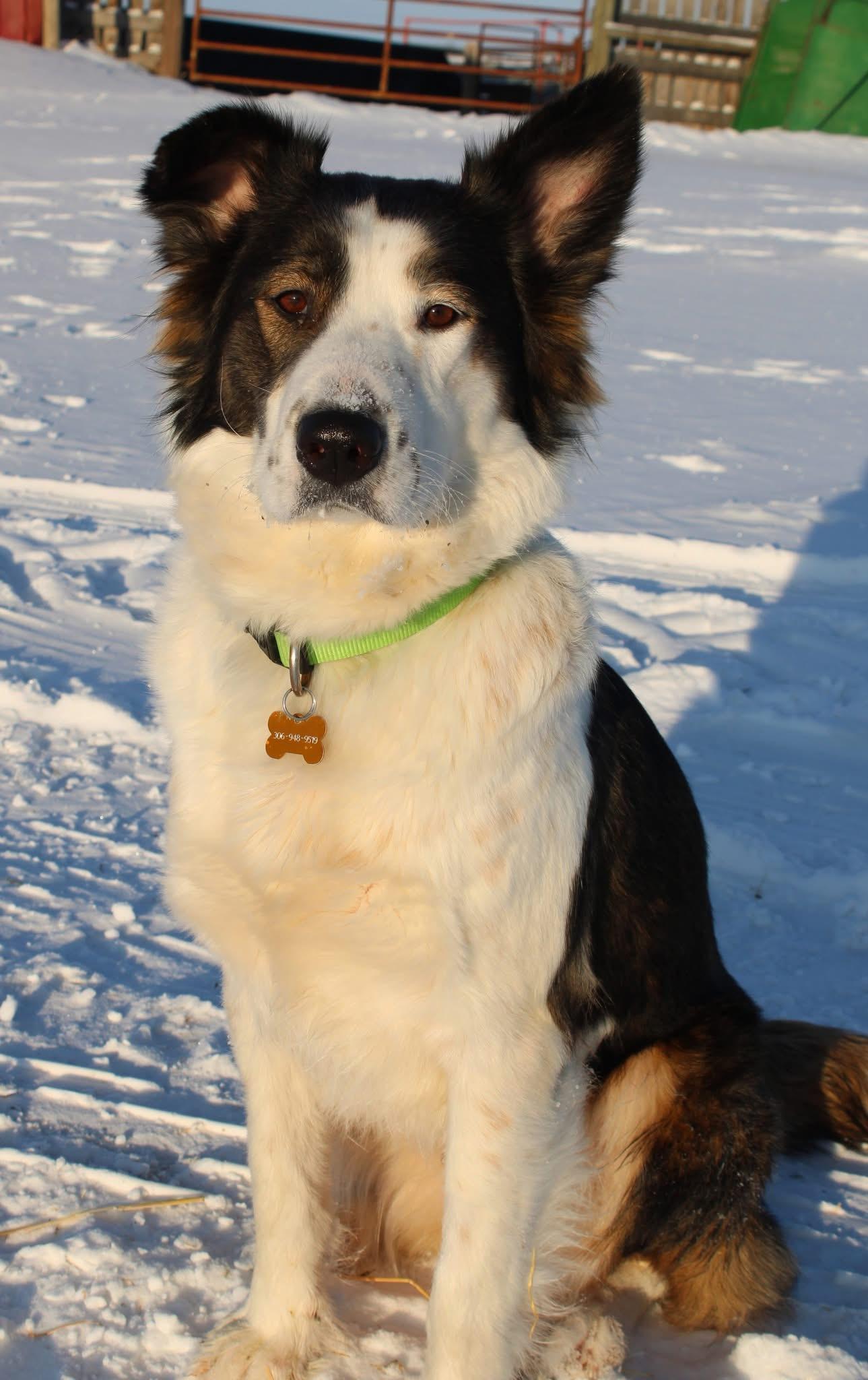 Enlarge Patches, a Adoptable mixed breed in Saskatoon, SK image 1/6