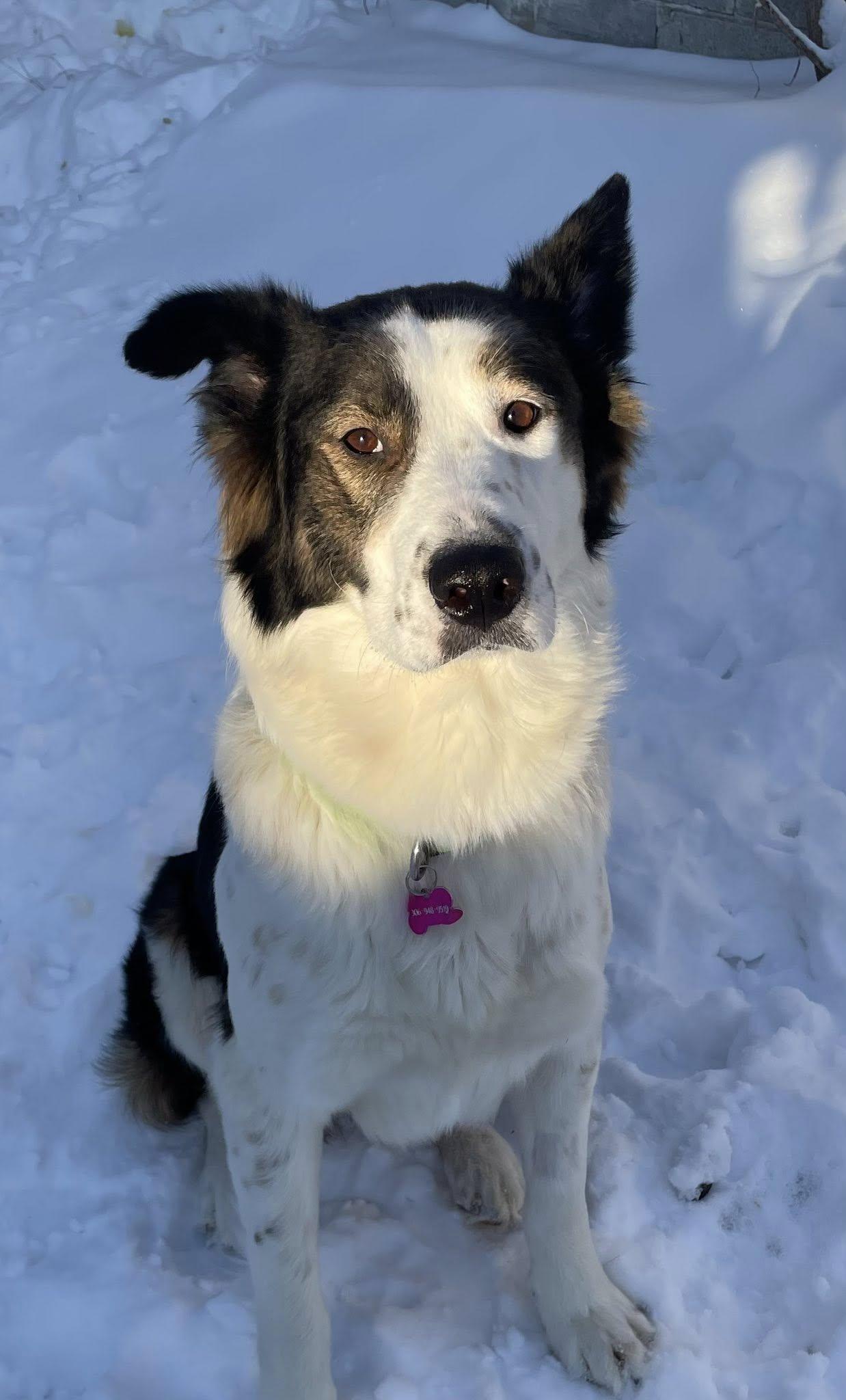 Enlarge Patches, a Adoptable mixed breed in Saskatoon, SK image 1/6