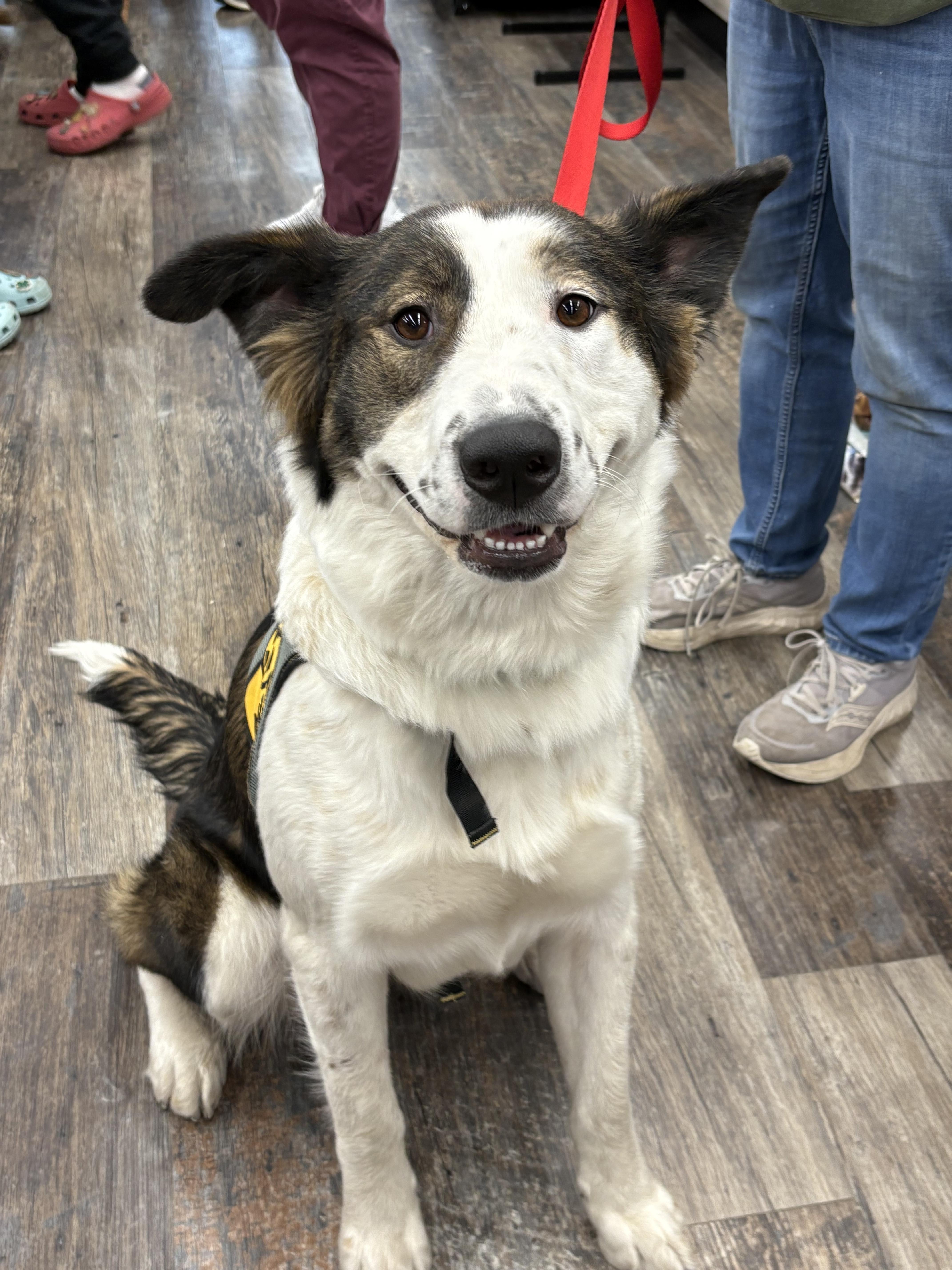 Patches, a Adoptable mixed breed in Saskatoon, SK image 2/6