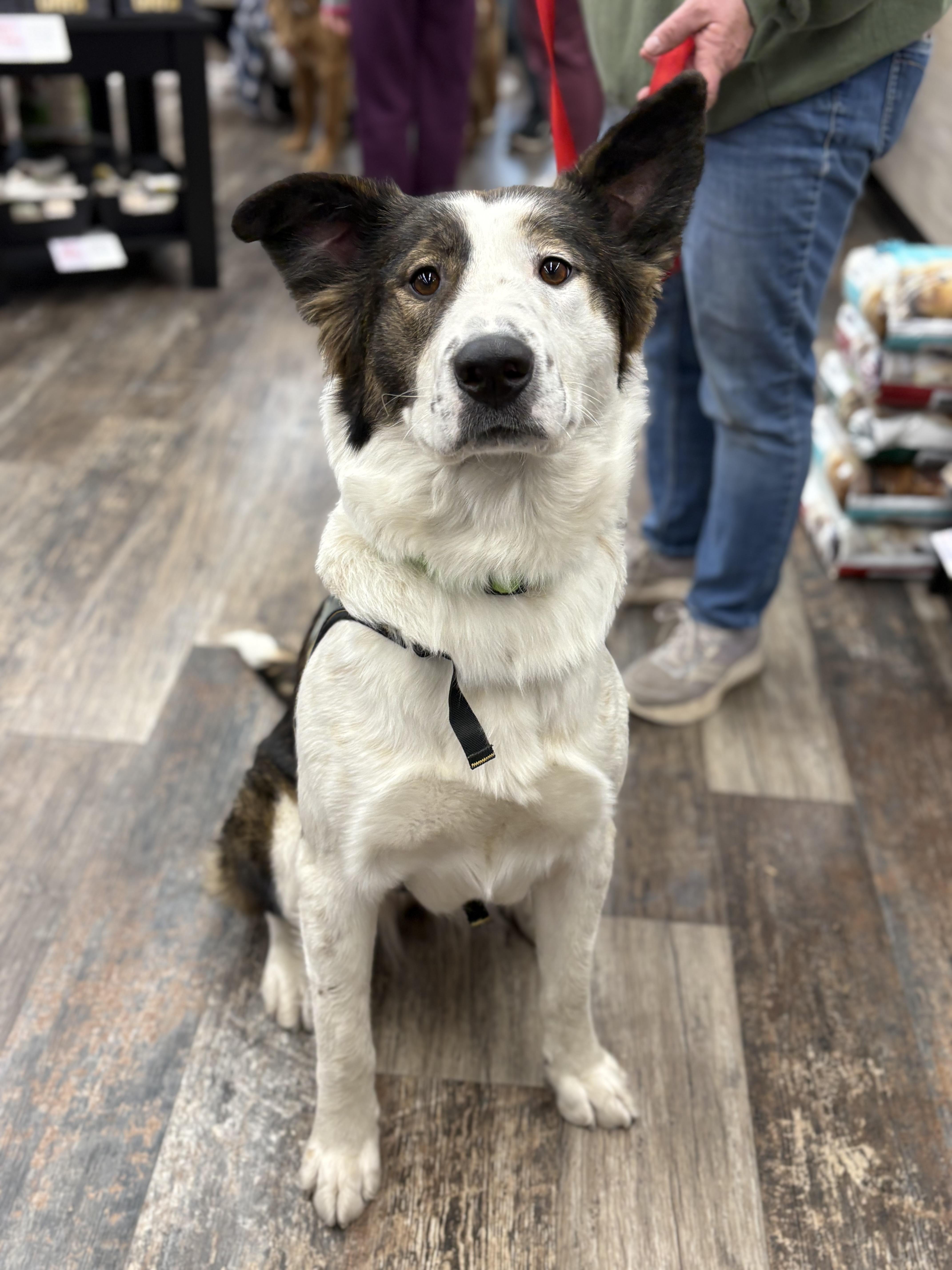 Patches, a Adoptable mixed breed in Saskatoon, SK image 1/6