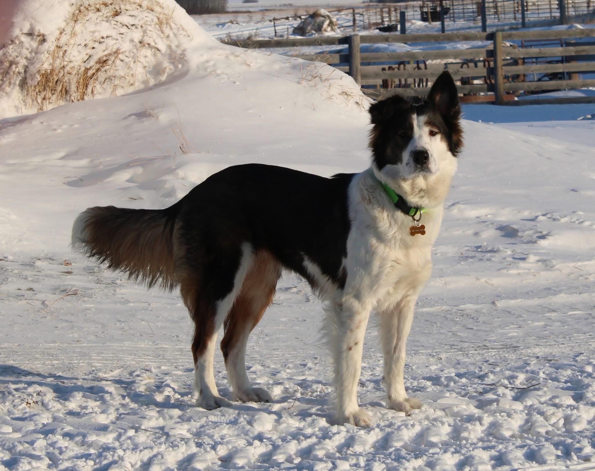 Enlarge Patches, a Adoptable mixed breed in Saskatoon, SK image 5/6