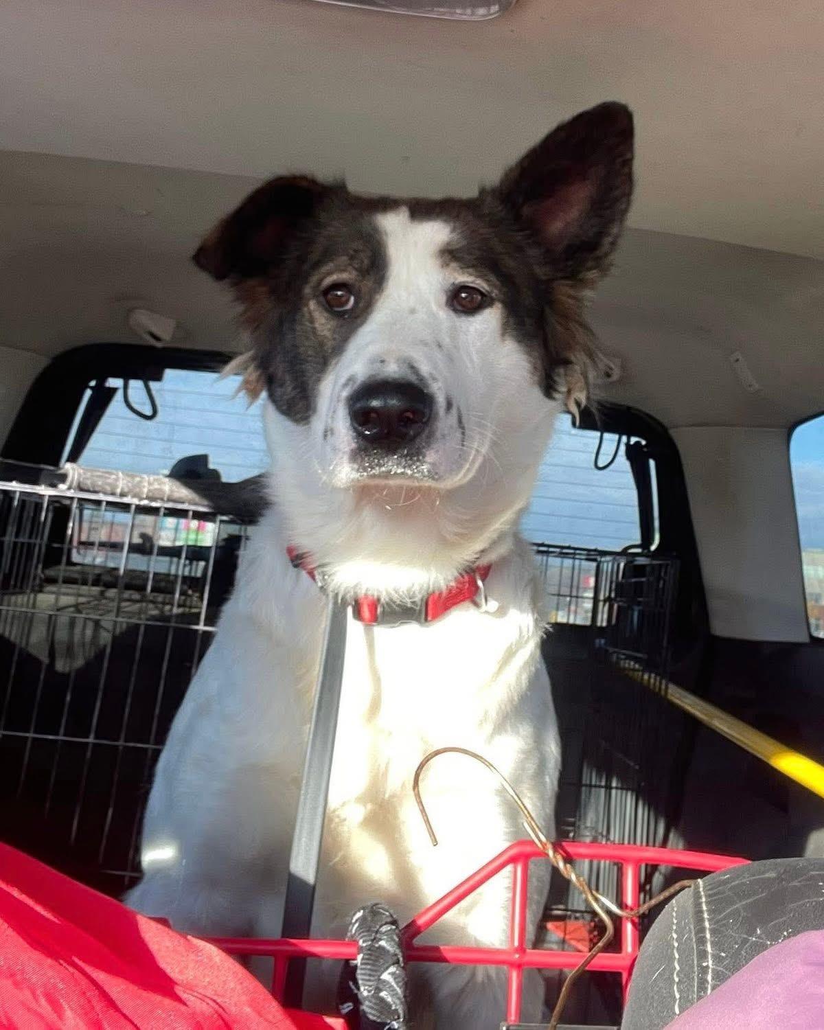 Patches, a Adoptable mixed breed in Saskatoon, SK image 5/6