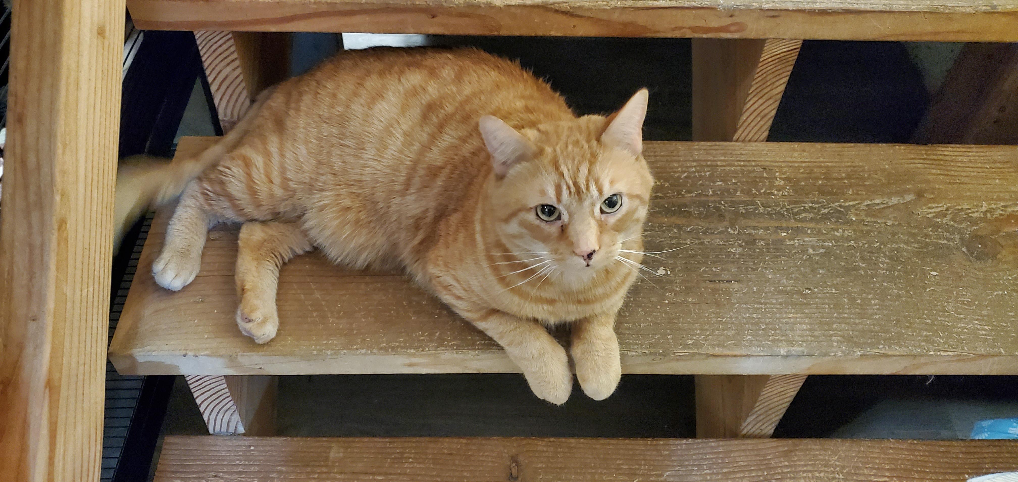 Enlarge Walter, a Adoptable Domestic Short Hair in Lake Hopatcong, NJ image 6/6