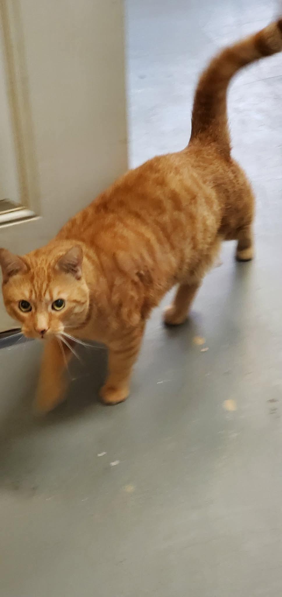 Enlarge Walter, a Adoptable Domestic Short Hair in Lake Hopatcong, NJ image 5/6