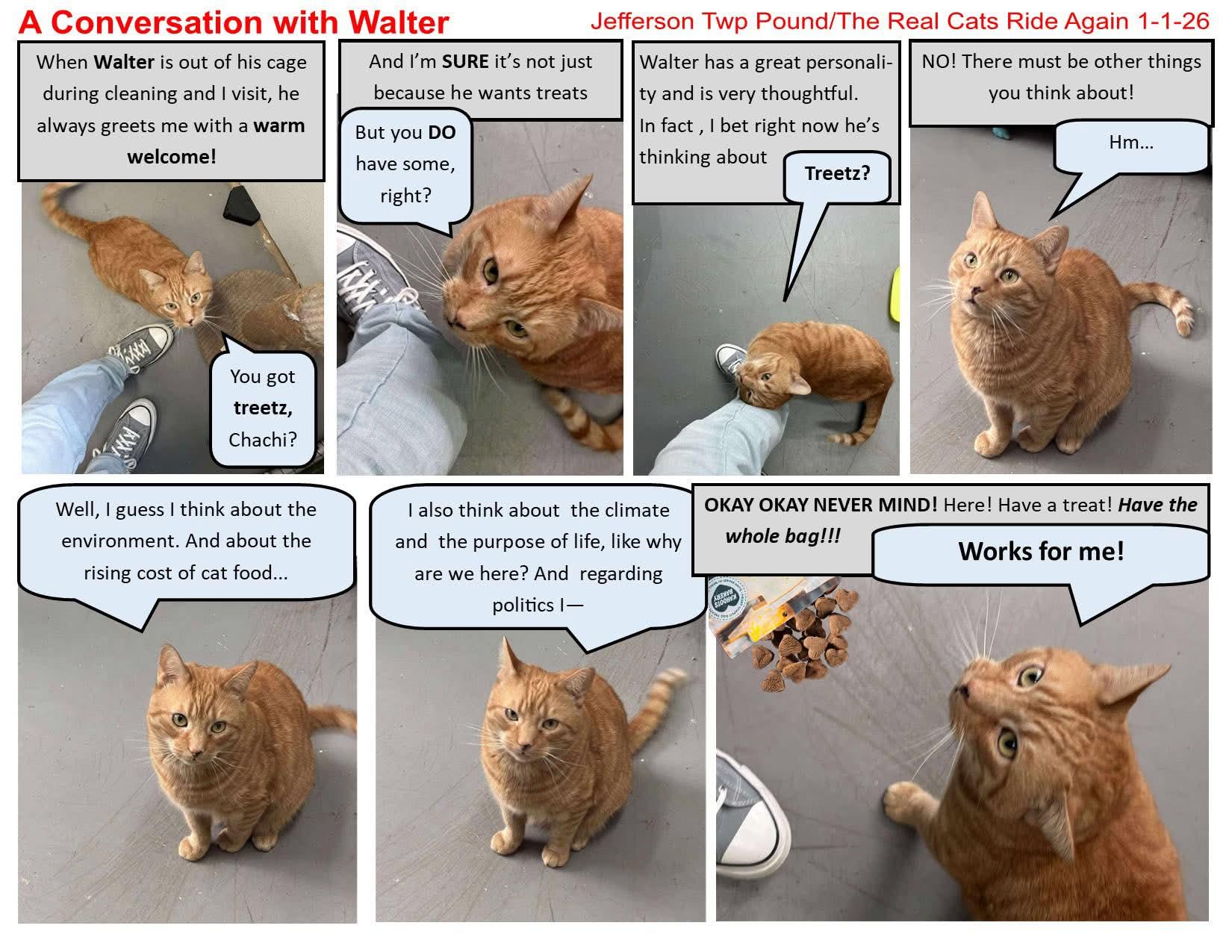 Enlarge Walter, a Adoptable Domestic Short Hair in Lake Hopatcong, NJ image 2/6
