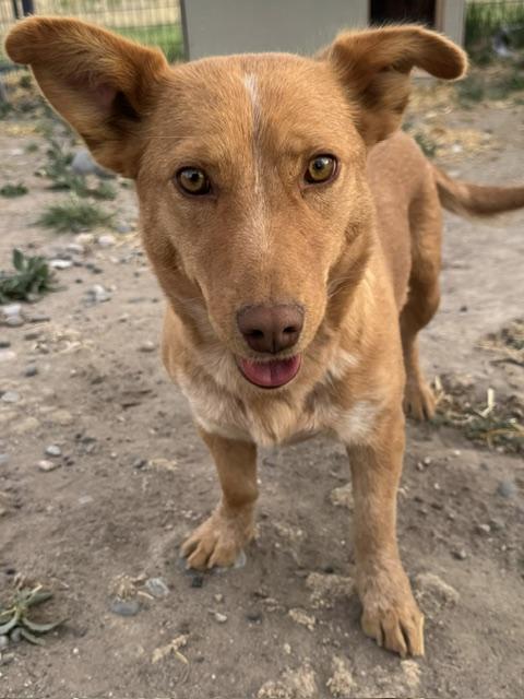 Pippa, a Adoptable mixed breed in Riverton, WY image 1/3