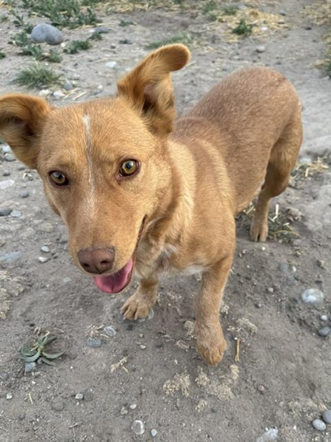 Pippa, a Adoptable mixed breed in Riverton, WY image 2/3