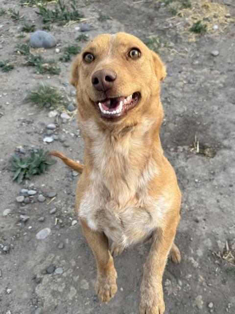 Pippa, a Adoptable mixed breed in Riverton, WY image 3/3