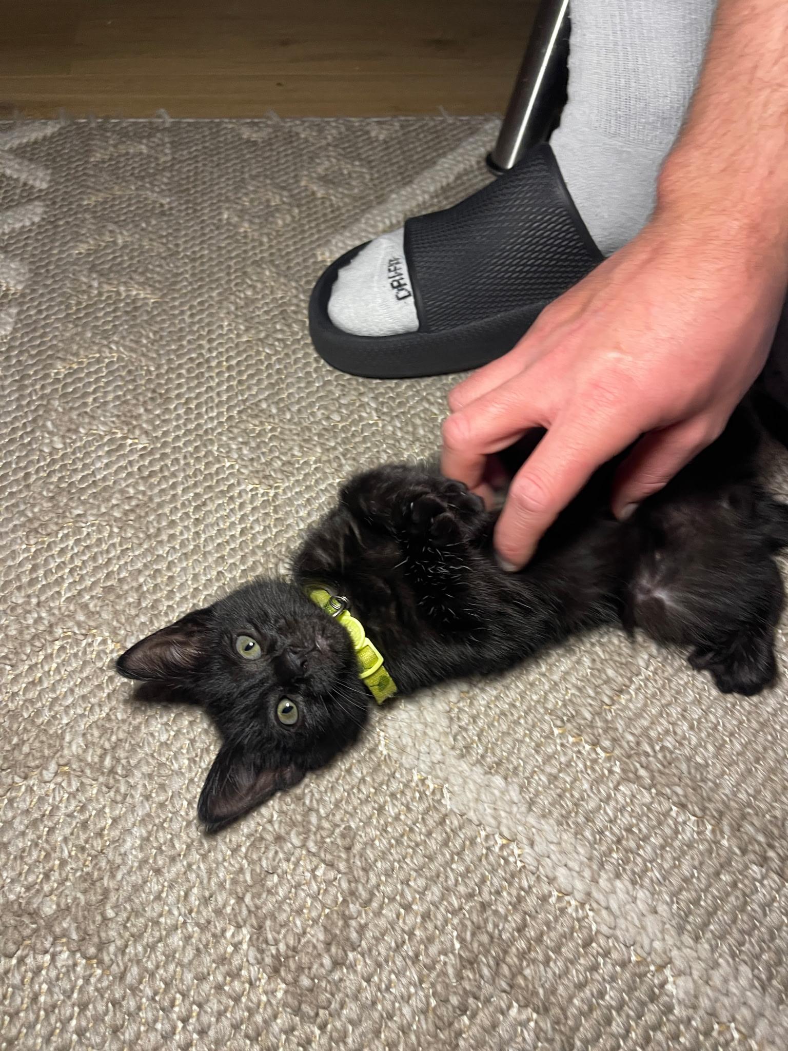 Enlarge Scotch Bonnet, an adoptable Domestic Short Hair in Morristown, NJ image 3/5