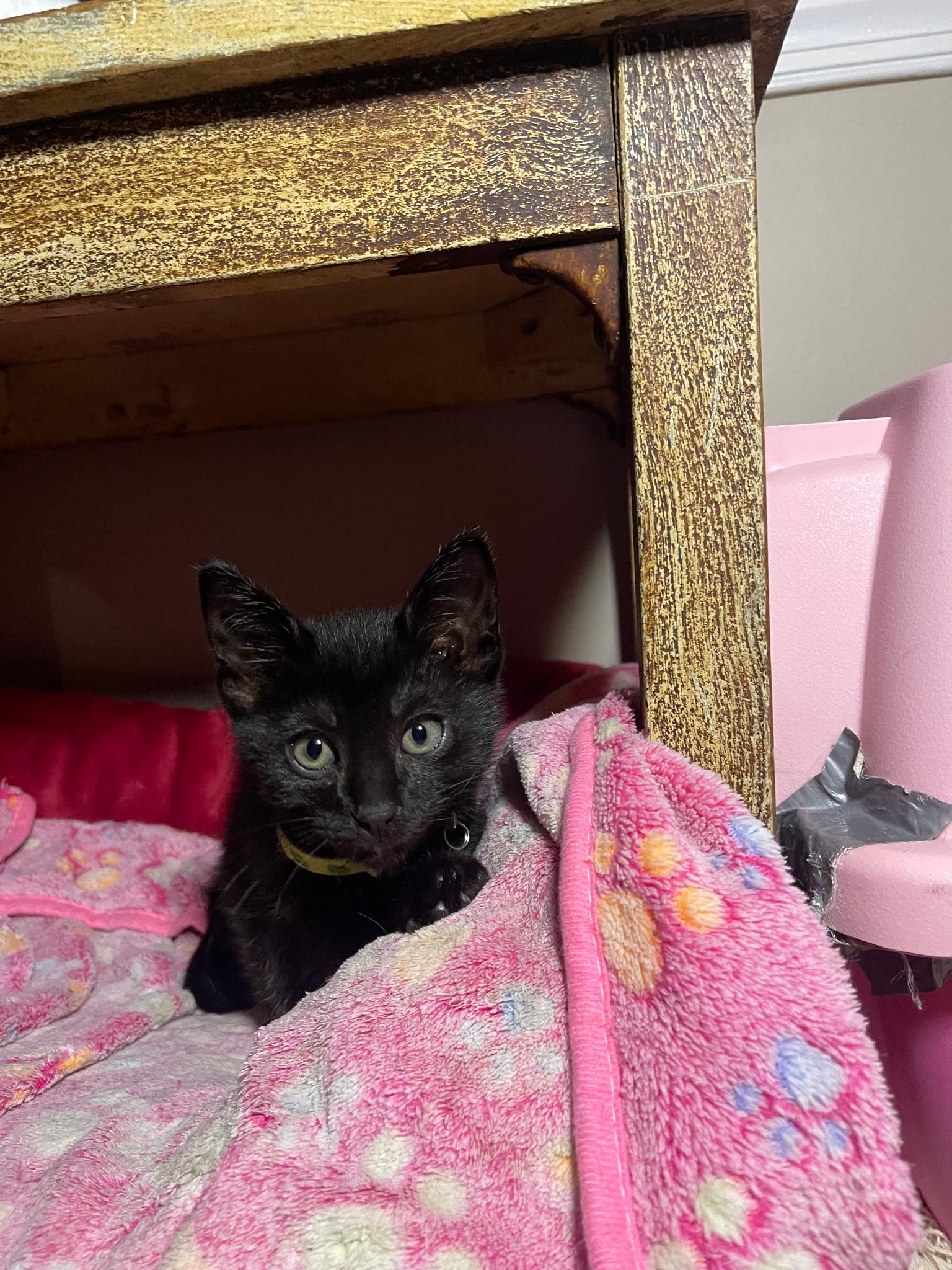 Enlarge Scotch Bonnet, an adoptable Domestic Short Hair in Morristown, NJ image 2/5