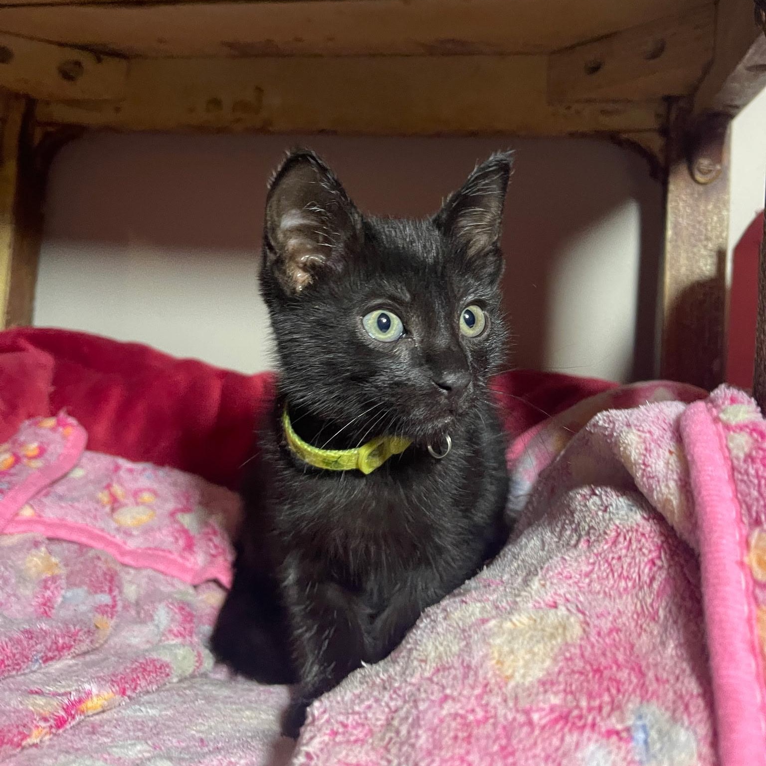 Scotch Bonnet, adoptable, Kitten Male Domestic Short Hair.