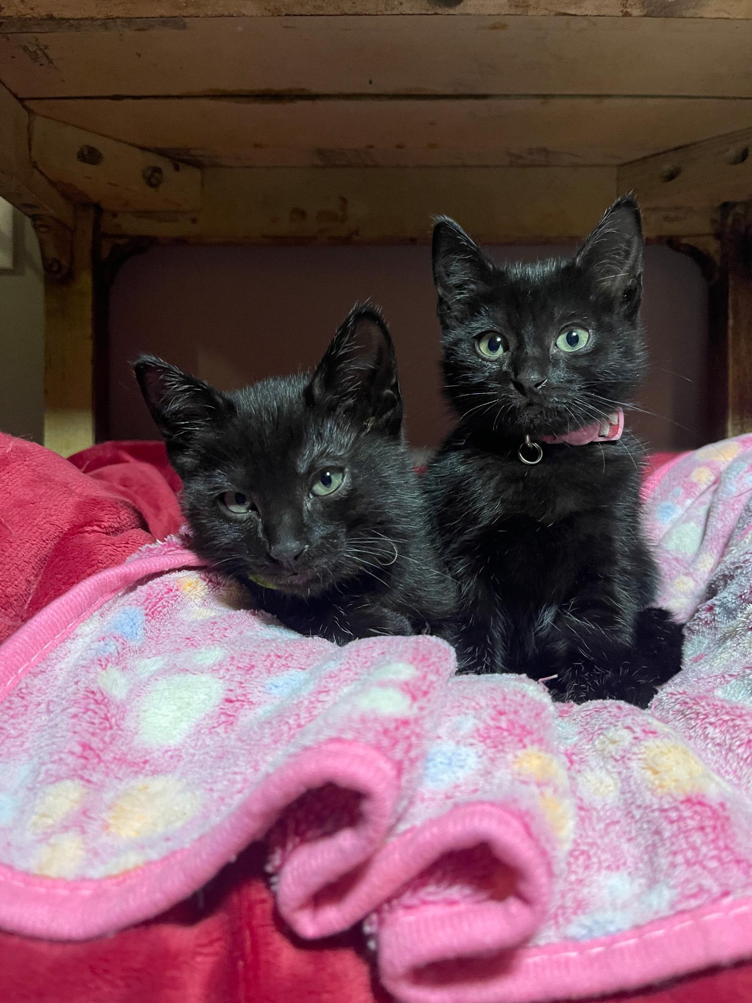 Enlarge Scotch Bonnet, an adoptable Domestic Short Hair in Morristown, NJ image 5/5