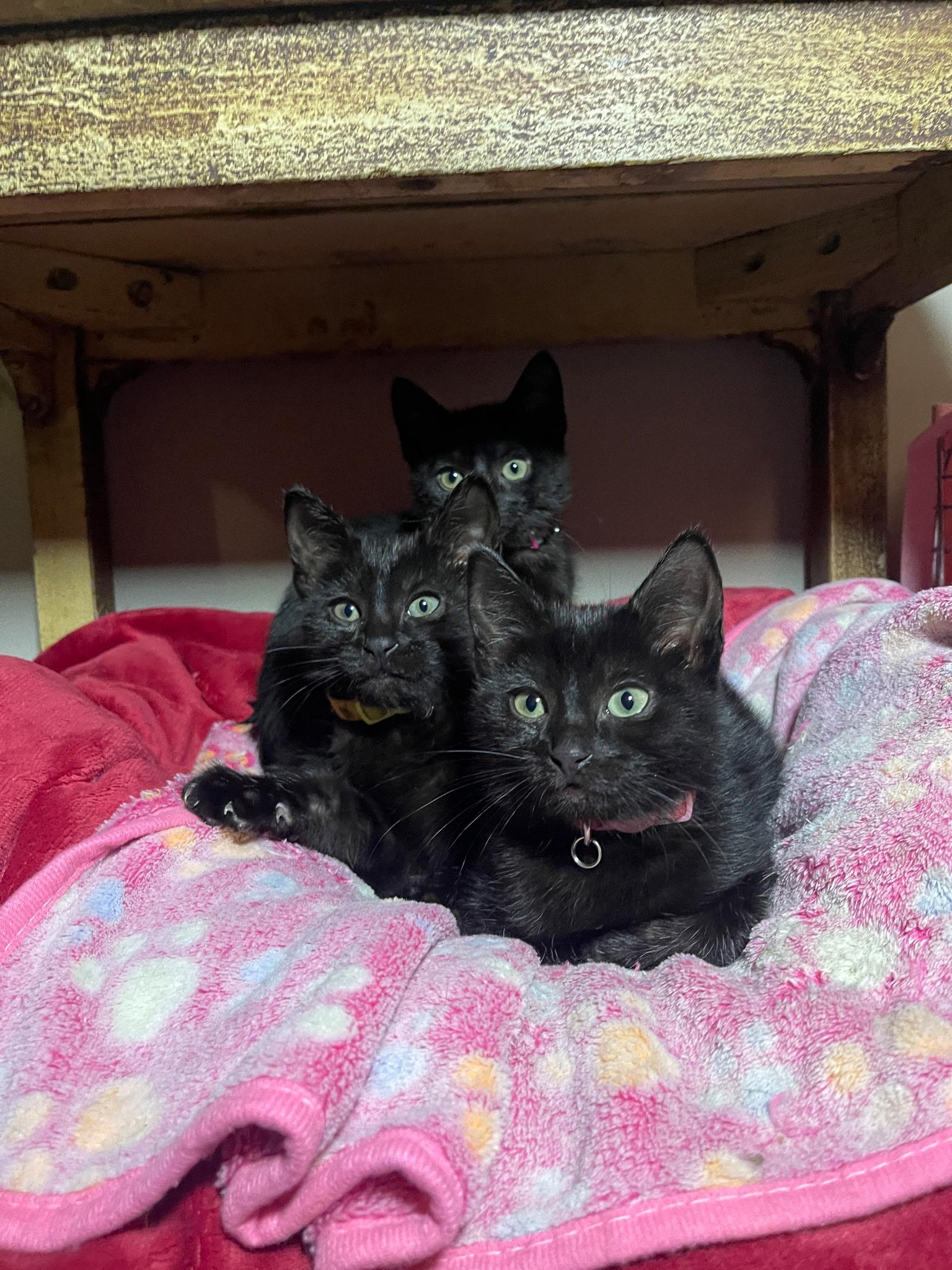 Enlarge Scotch Bonnet, an adoptable Domestic Short Hair in Morristown, NJ image 4/5