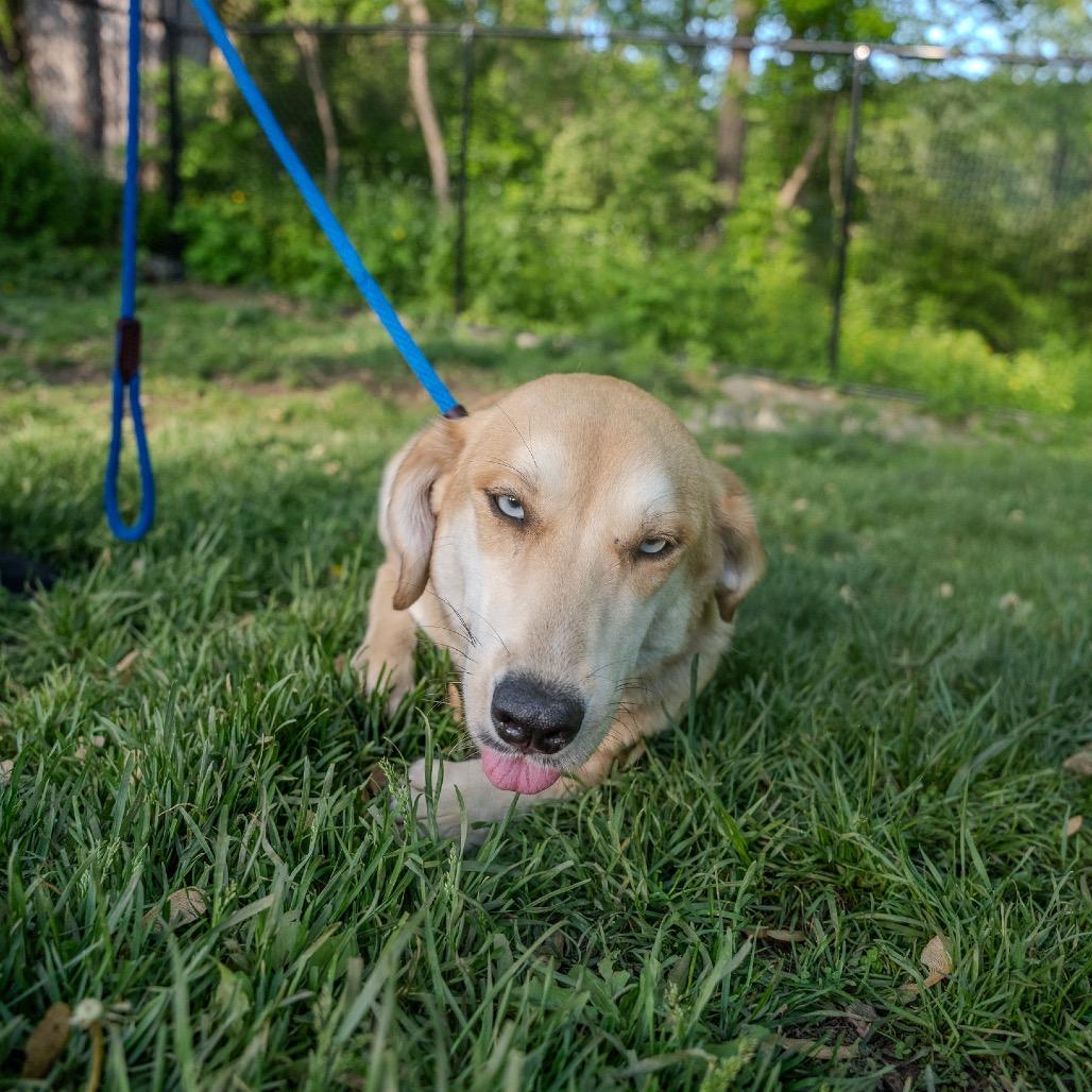 Loretta, Adoptable, Adult Female Catahoula Leopard Dog & Husky.