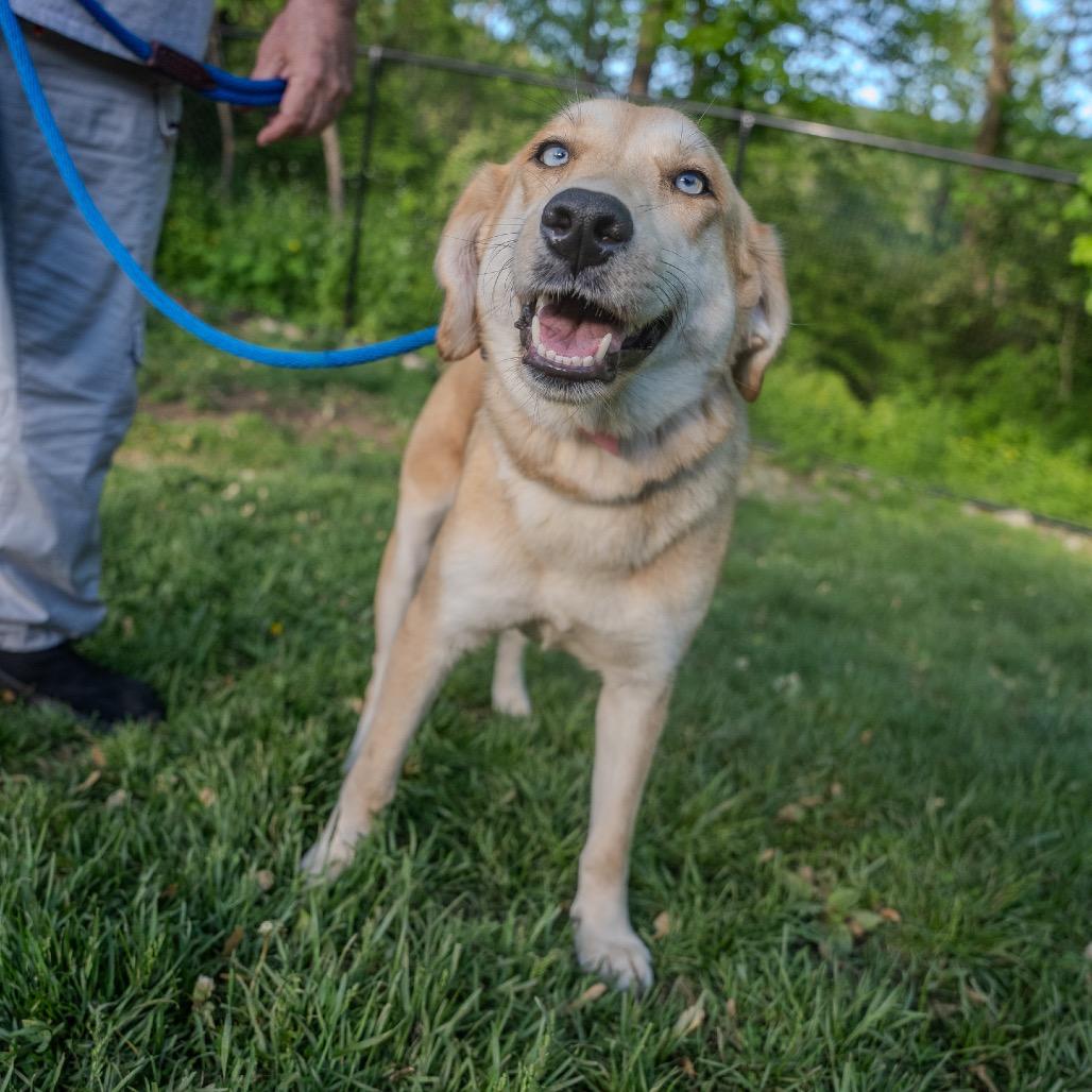 Loretta, a Adoptable mixed breed in Pawling, NY image 2/6