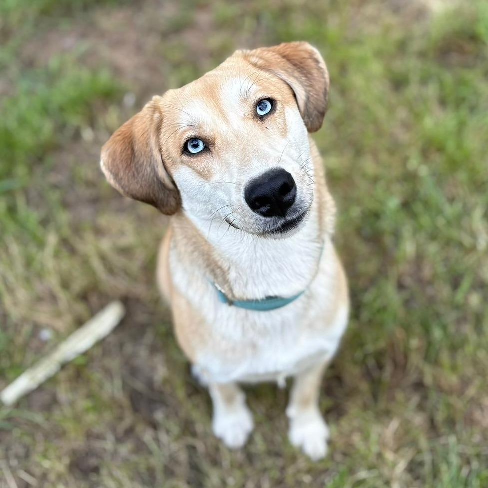 Loretta, Adoptable, Adult Female Catahoula Leopard Dog & Husky.