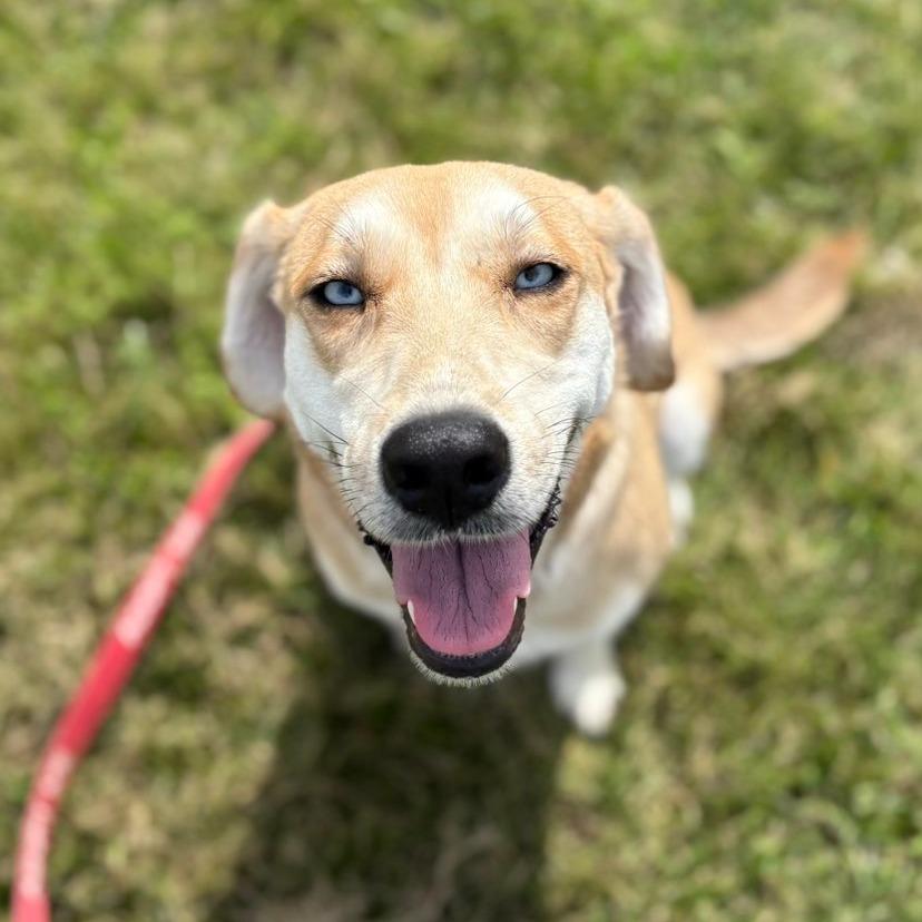 Enlarge Loretta, a Adoptable mixed breed in Pawling, NY image 2/6
