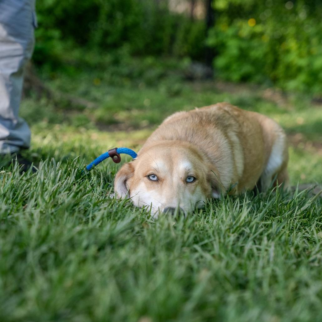 Loretta, a Adoptable mixed breed in Pawling, NY image 3/6