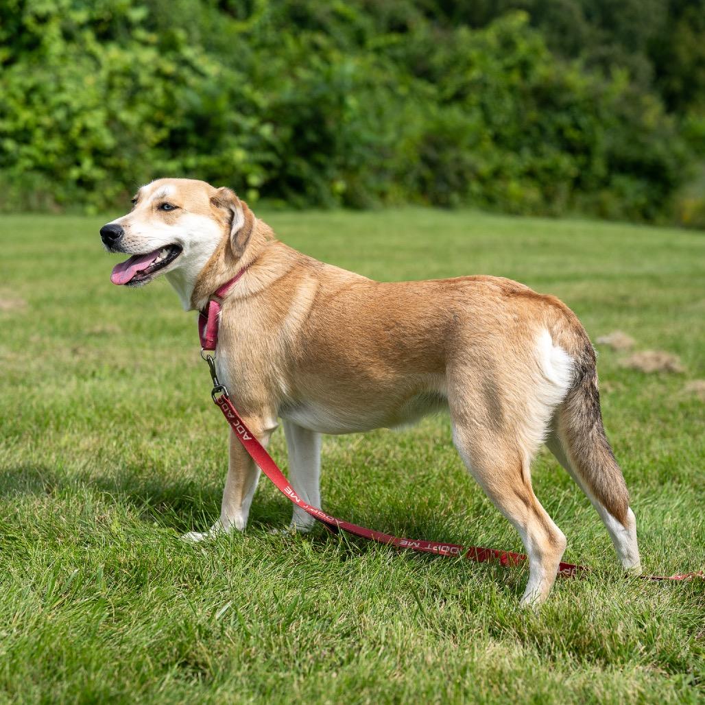 Enlarge Loretta, a Adoptable mixed breed in Pawling, NY image 3/6