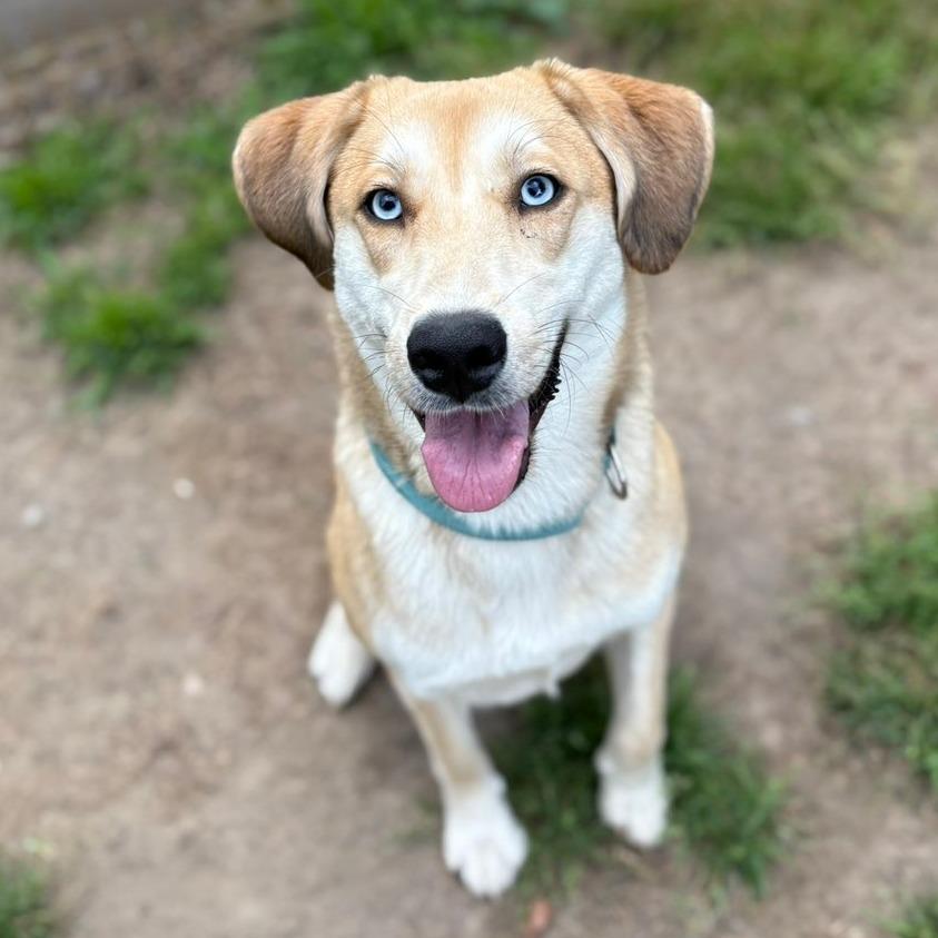 Enlarge Loretta, a Adoptable mixed breed in Pawling, NY image 4/6