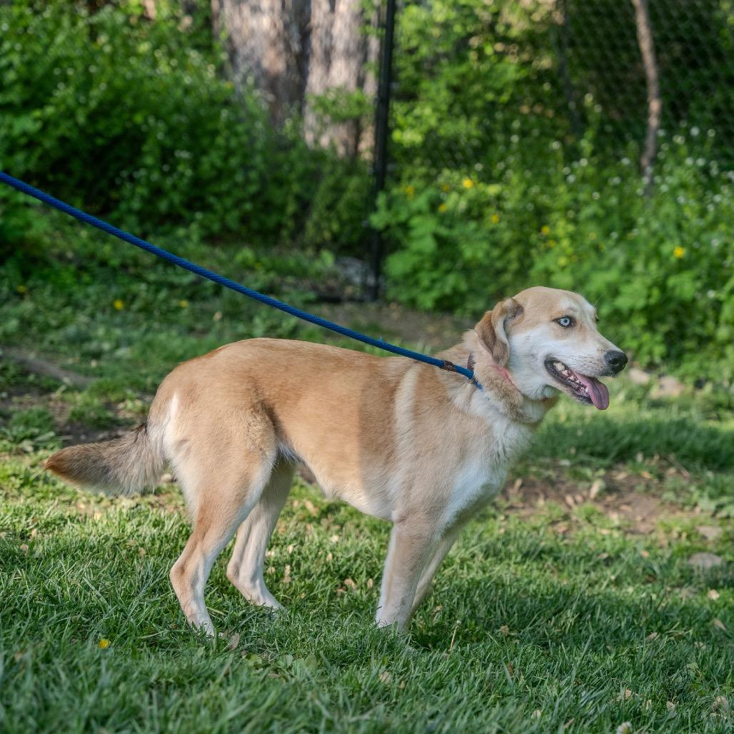 Loretta, a Adoptable mixed breed in Pawling, NY image 4/6