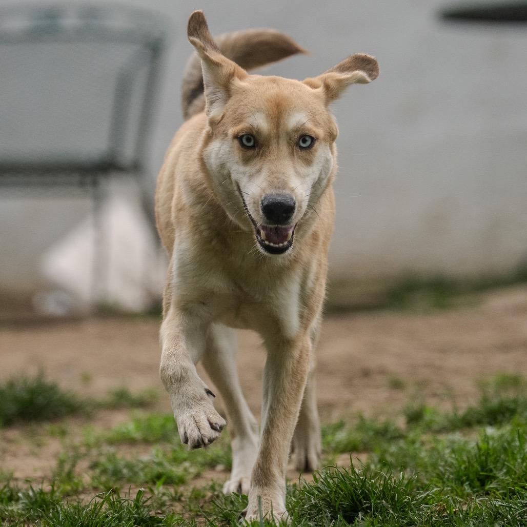 Loretta, a Adoptable mixed breed in Pawling, NY image 5/6