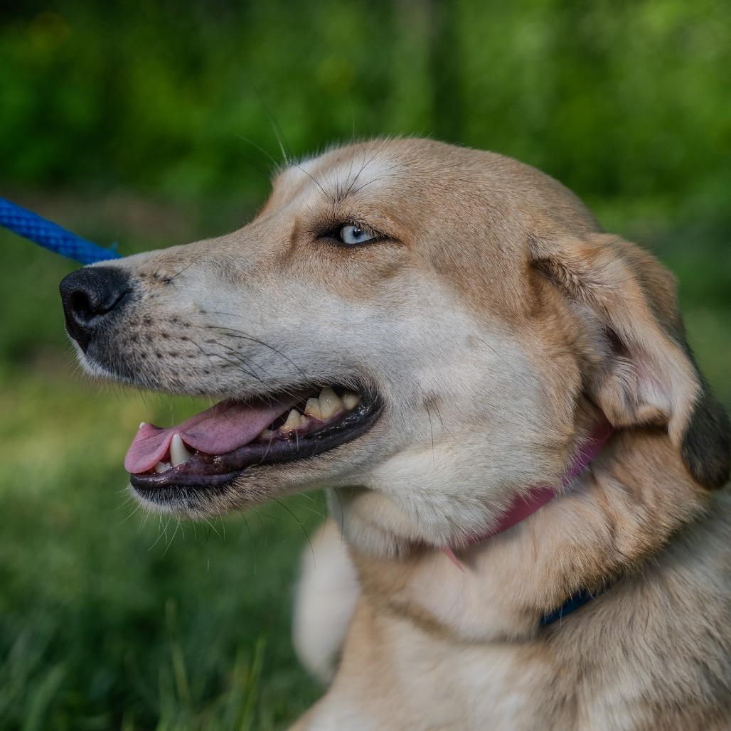 Loretta, a Adoptable mixed breed in Pawling, NY image 6/6
