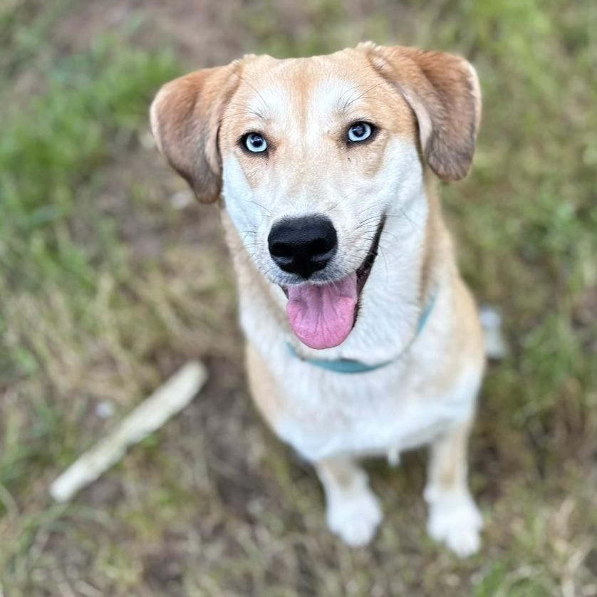 Enlarge Loretta, a Adoptable mixed breed in Pawling, NY image 5/6