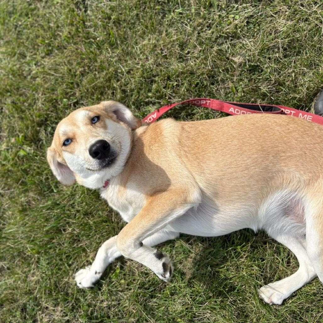 Enlarge Loretta, a Adoptable mixed breed in Pawling, NY image 6/6