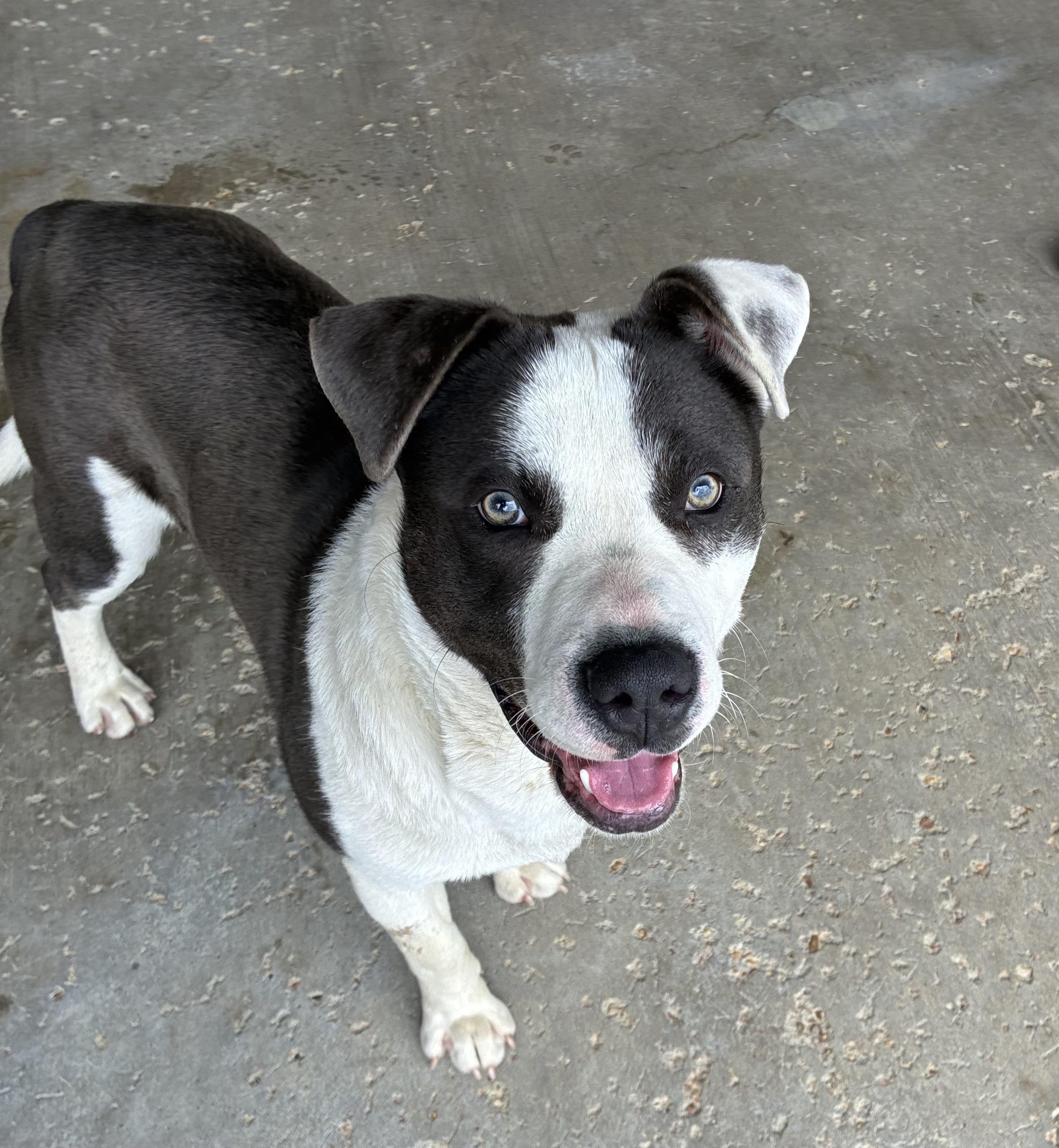 Leon, Adoptable, Adult Male Pit Bull Terrier.