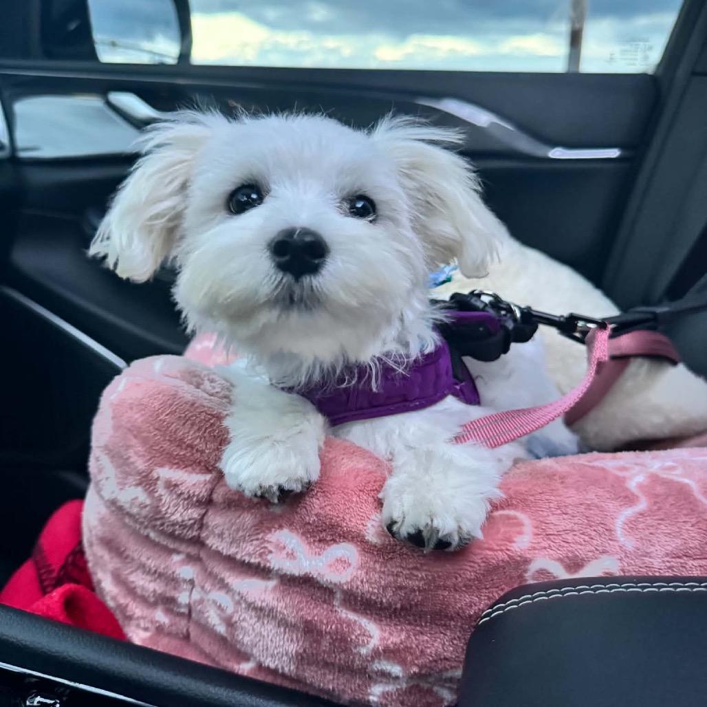 Cartman aka Carti, Adoptable, Puppy Male Maltese.