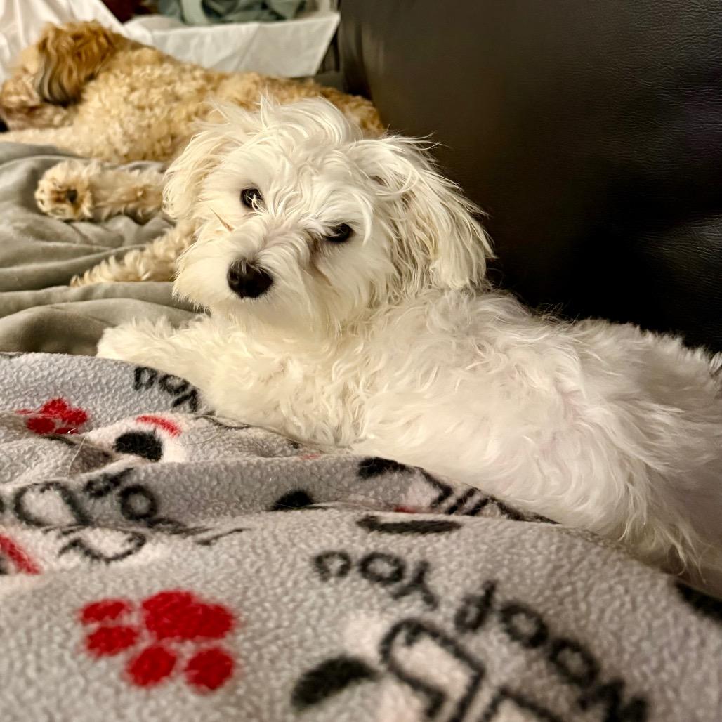Cartman aka Carti, a Adoptable Maltese in Sinking Spring, PA image 2/6